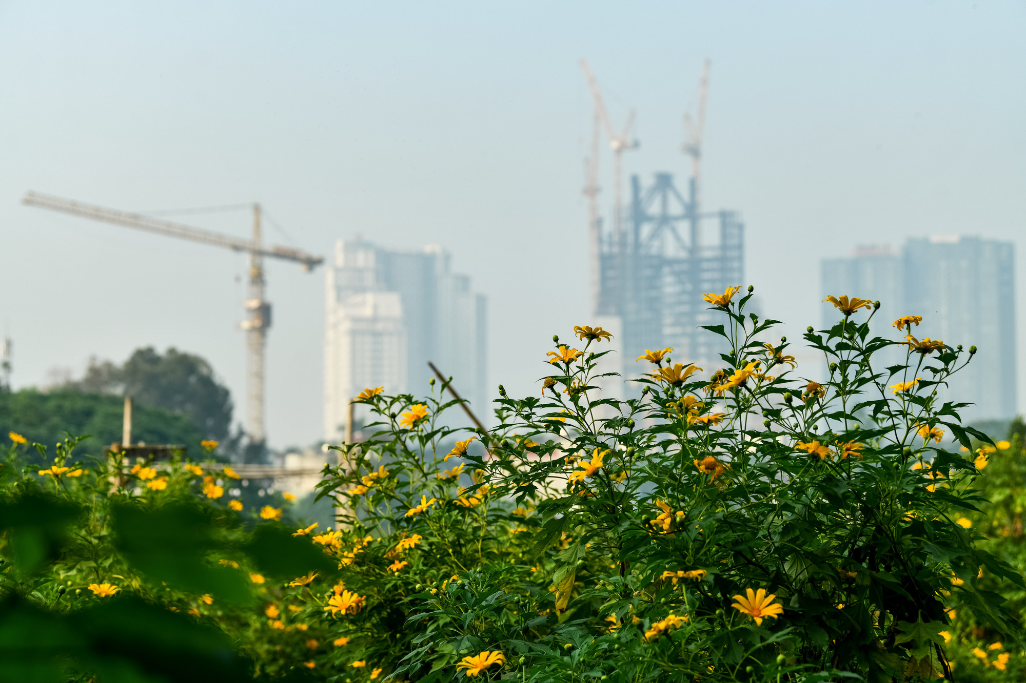 Giá vé của vườn dã quỳ là 50.000 đồng/ một khách. Vườn mở cửa từ 6h đến 18h hàng ngày.