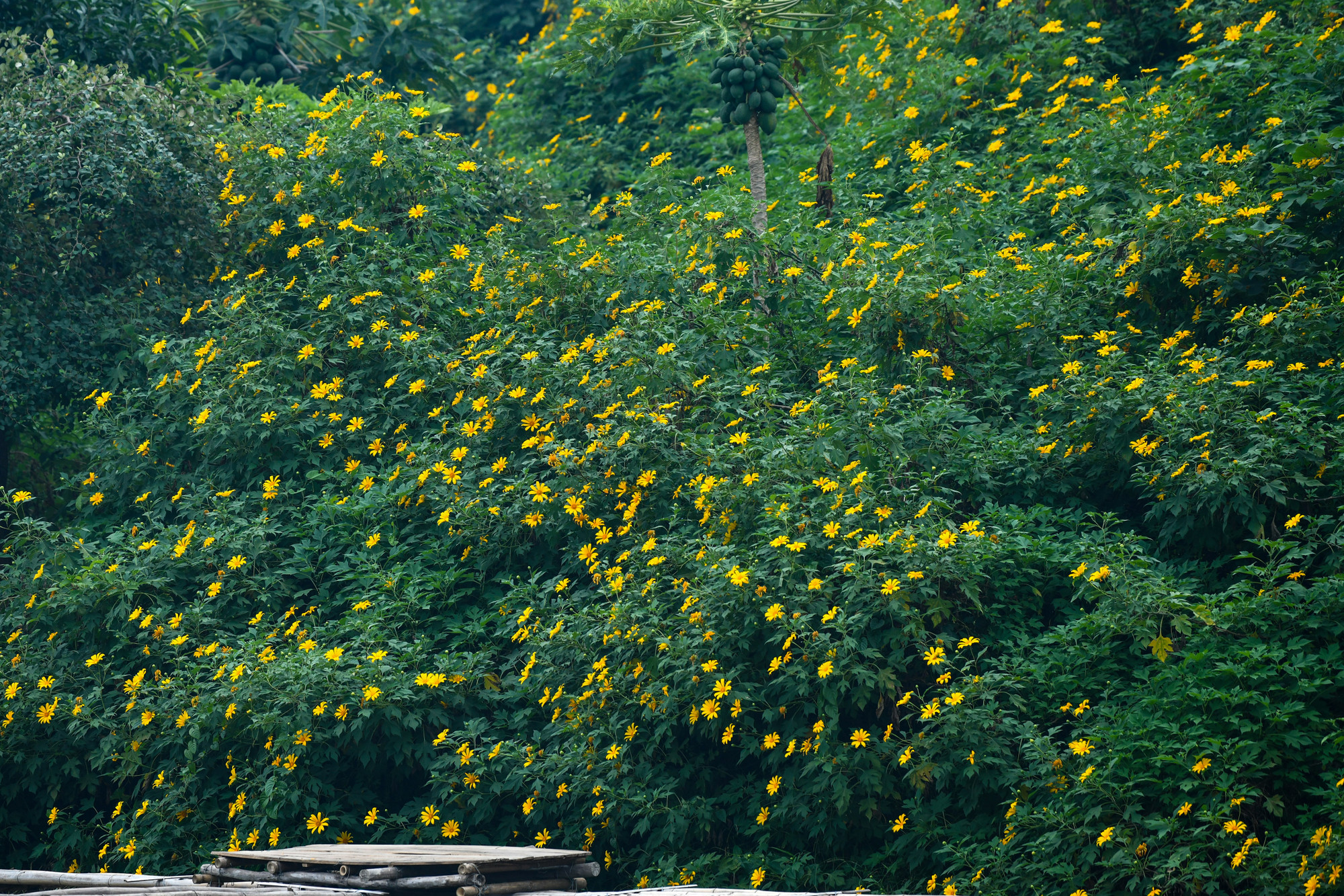 Chẳng bạt ngàn như rừng hoa Đà Lạt, cũng chẳng trải dài hàng trăm mét dọc hai bên đường như Ba Vì, ở Xuân Đỉnh, dã quỳ vẫn bung nở rực rỡ, khoe sắc riêng của mình.