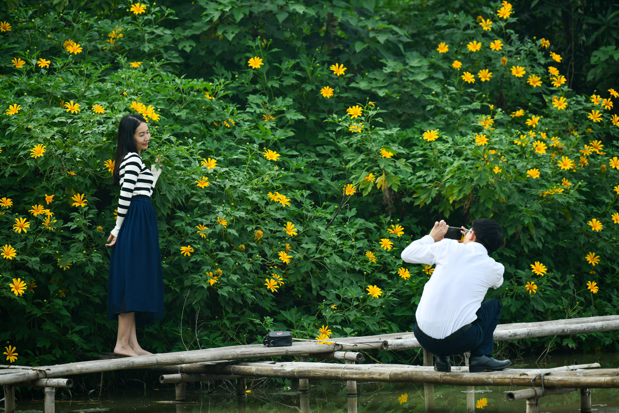 Thời điểm này, vườn dã quỳ thu hút đông các bạn trẻ, thiếu nữ đến ngắm hoa và chụp ảnh.