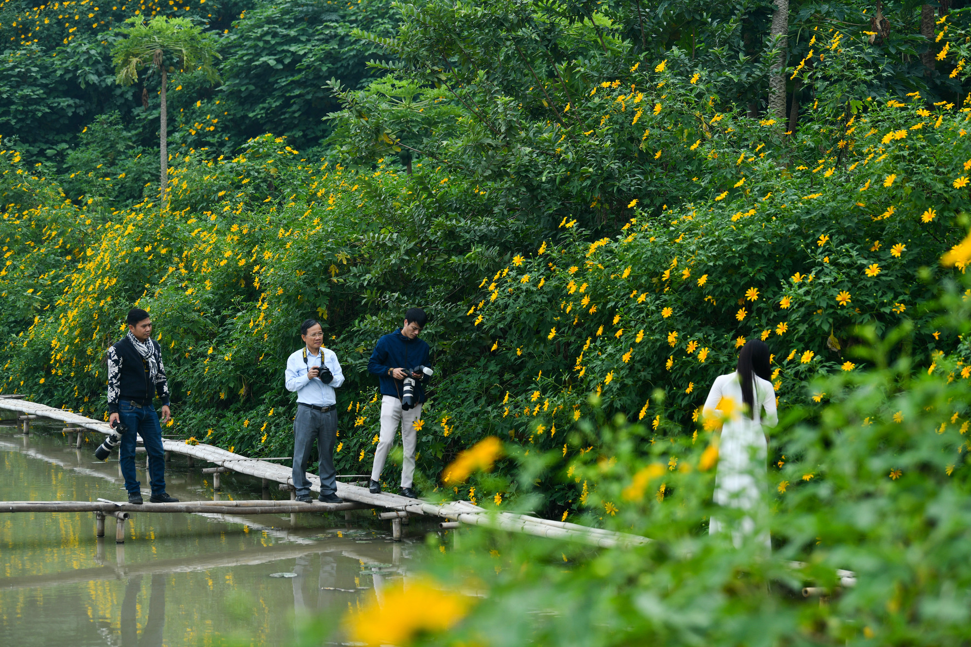 Hiện tại, vườn hoa dã quỳ này có khoảng hơn 200 cây đang nở rộ.
