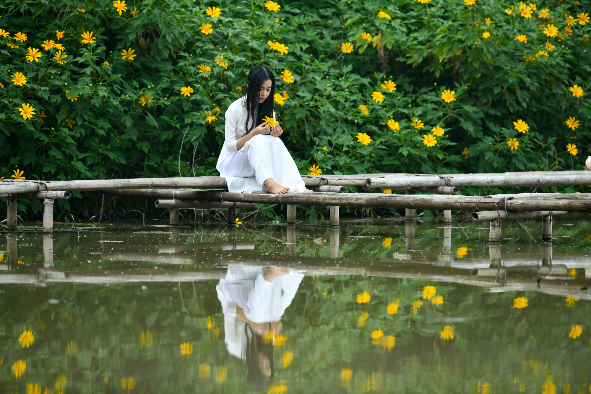 Cảnh đẹp như tranh tại vườn hoa dã quỳ nở vàng rực giữa lòng Hà Nội.