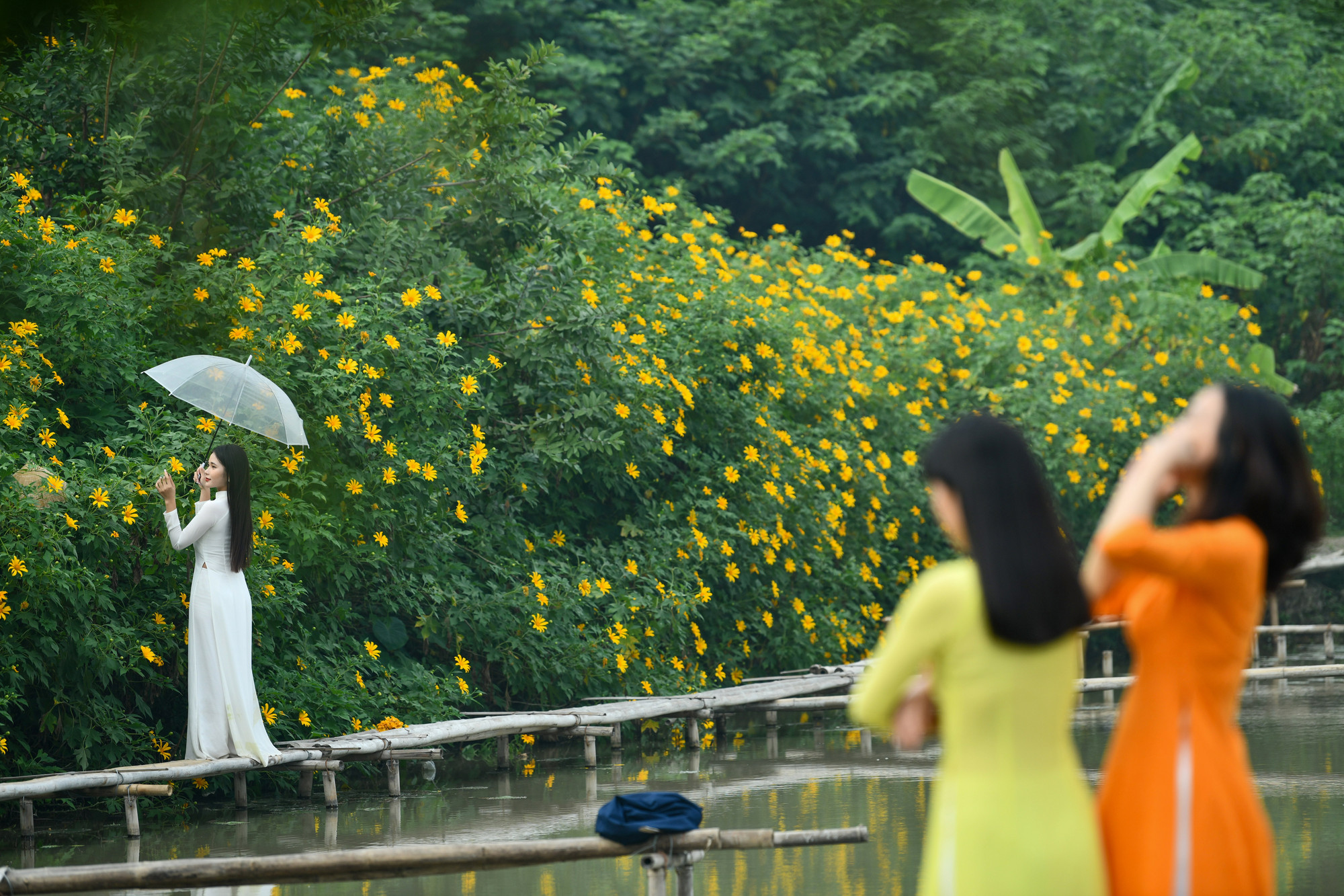 Dã quỳ nở vàng rực một vùng đầm nước được bao bọc bởi một số tòa nhà chung cư, khiến nhiều du khách thích thú khi đến đây tham quan, chụp hình.