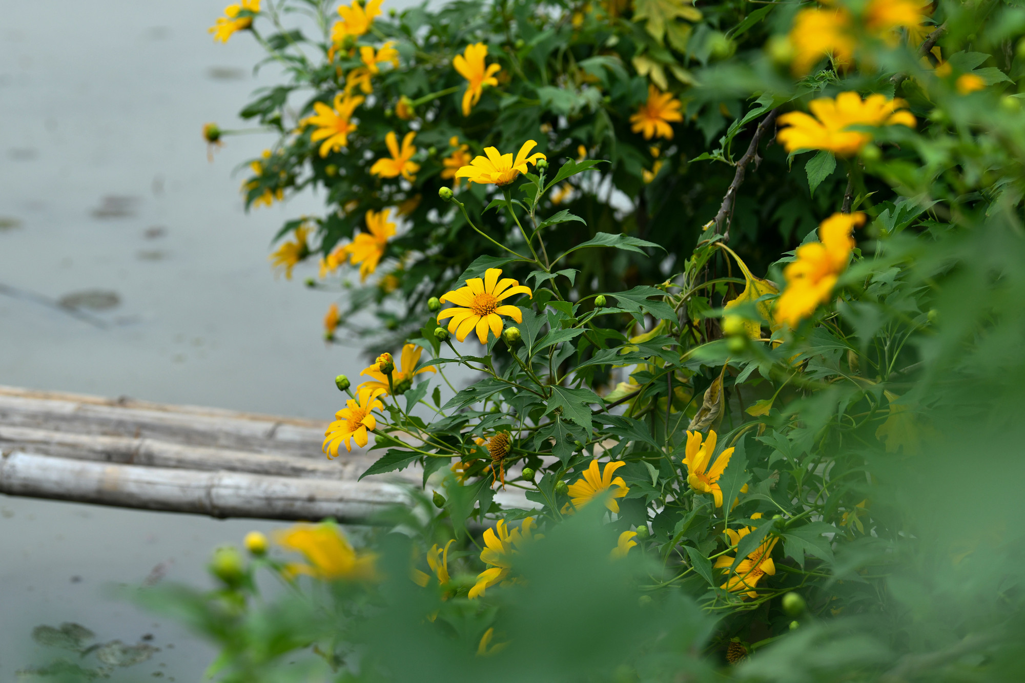 Hoa dã quỳ bung nở cánh vàng từ trung tuần tháng 11 và tàn vào giữa tháng 12. Thời điểm này, vườn hoa dã quỳ đang trong độ khoe sắc đẹp nhất.