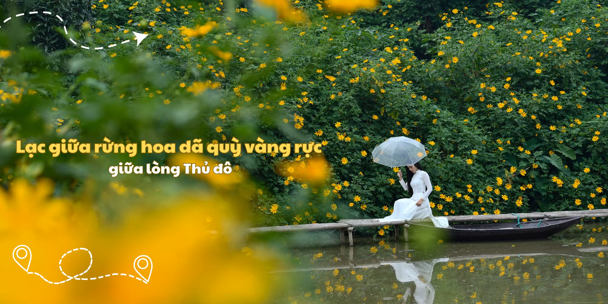 Lạc giữa rừng hoa dã quỳ vàng rực giữa lòng Thủ đô