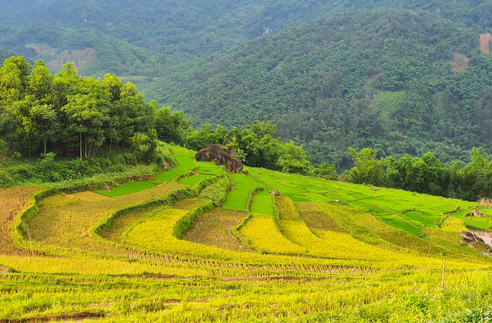 Pù Luông mùa nào cũng đẹp. Nơi đây là điểm đến thiên đường đối với những bạn yêu thích du lịch sinh thái, yêu cái đẹp hoang sơ và muốn hòa mình với thiên nhiên. Khoảng tháng 5, tháng 6 cho đến cuối tháng 10 là lúc lúa bắt đầu chín trên các thửa ruộng bậc thang, khung cảnh Pù Luông ở thời điểm này trở nên yên bình và thơ mộng hơn. Đây cũng là thời điểm tuyệt vời nhất để chụp ảnh săn lúa và ngao du khắp vùng đất được ví như “thiên đường giữa đại ngàn” này. Pù Luông mùa nào cũng đẹp. Nơi đây là điểm đến thiên đường đối với những bạn yêu thích du lịch sinh thái, yêu cái đẹp hoang sơ và muốn hòa mình với thiên nhiên. Khoảng tháng 5, tháng 6 cho đến cuối tháng 10 là lúc lúa bắt đầu chín trên các thửa ruộng bậc thang, khung cảnh Pù Luông ở thời điểm này trở nên yên bình và thơ mộng hơn. Đây cũng là thời điểm tuyệt vời nhất để chụp ảnh săn lúa và ngao du khắp vùng đất được ví như “thiên đường giữa đại ngàn” này.
