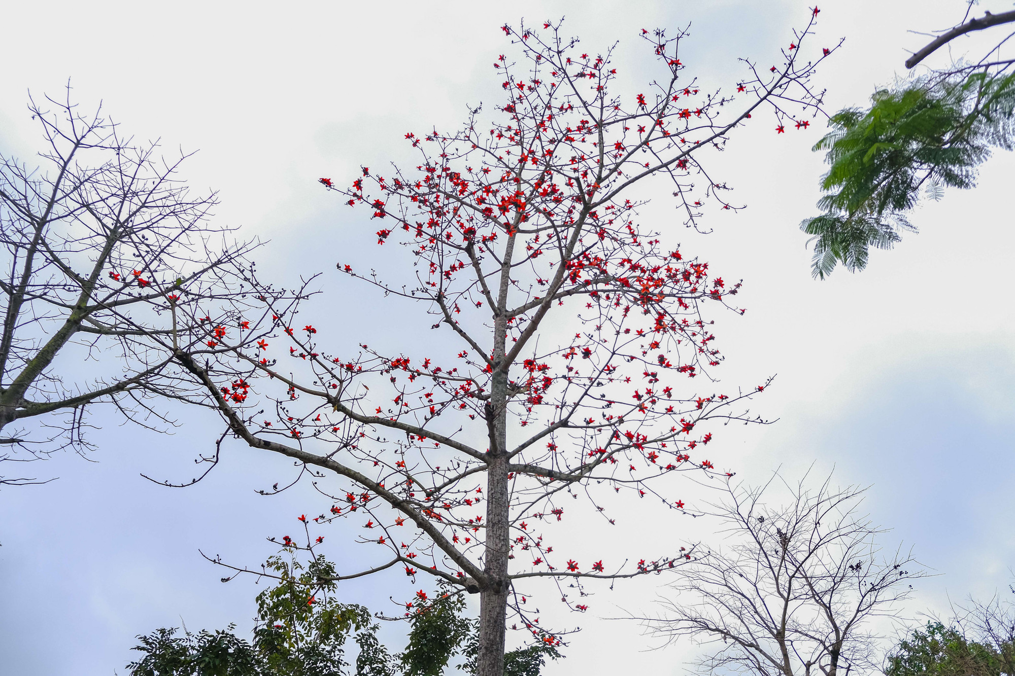 Hoa gạo trổ bông cũng là lúc báo hiệu mùa Hạ đang đến gần.