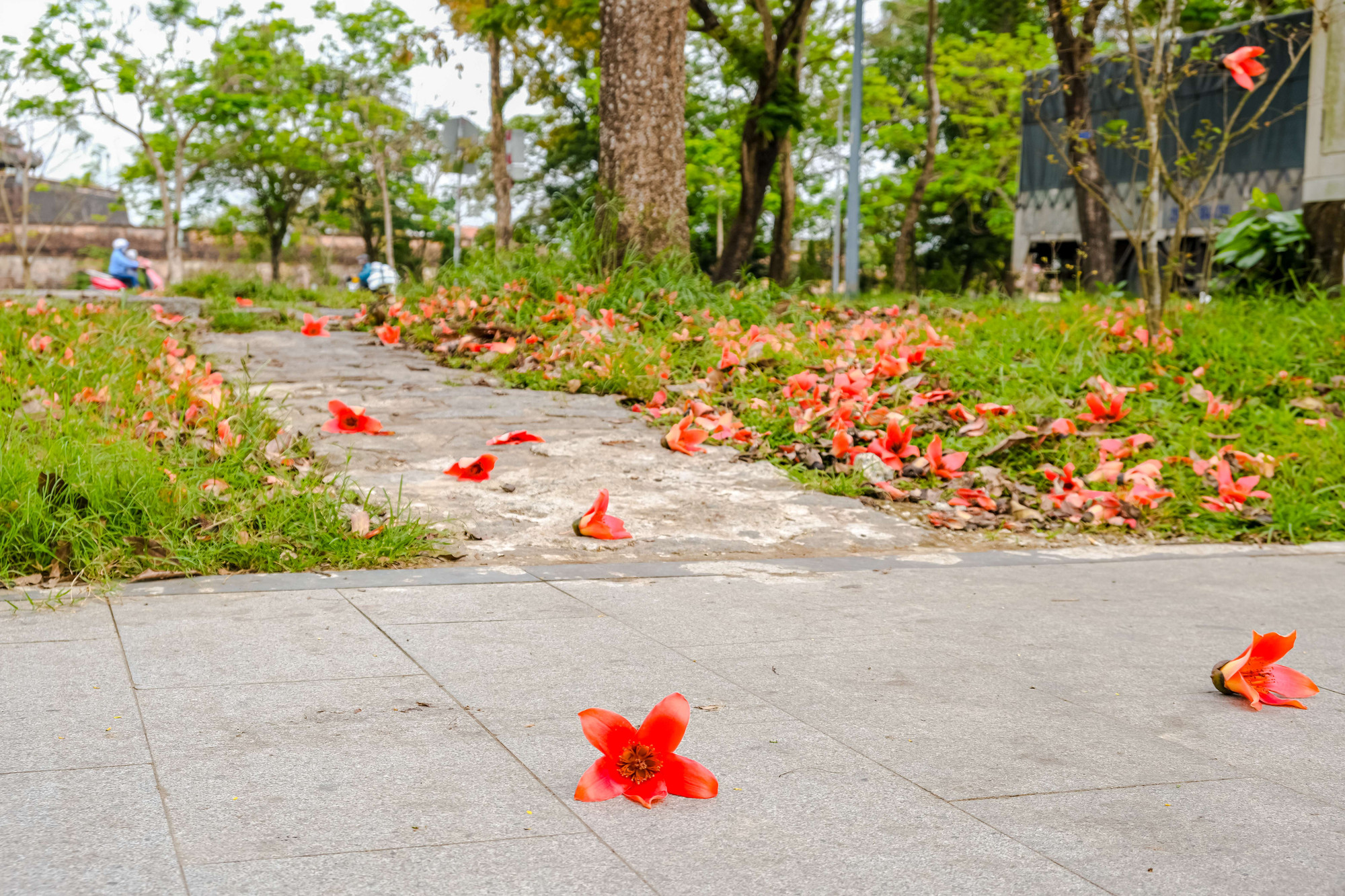 Hoa gạo nở rụng như trải một lớp thảm đỏ dưới lối đi.