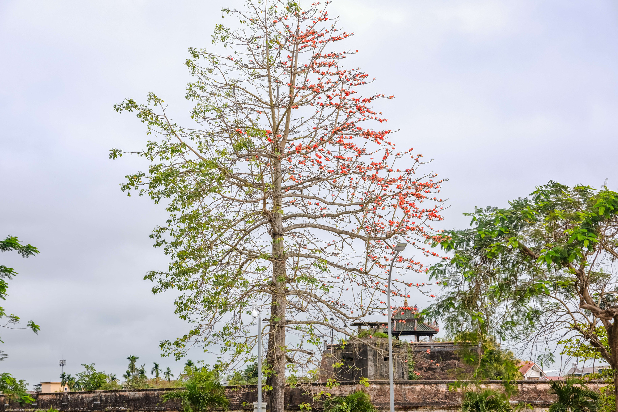 Hoa gạo nở như giữ chút hình ảnh làng quê mộc mạc giữa phố thị đông đúc.