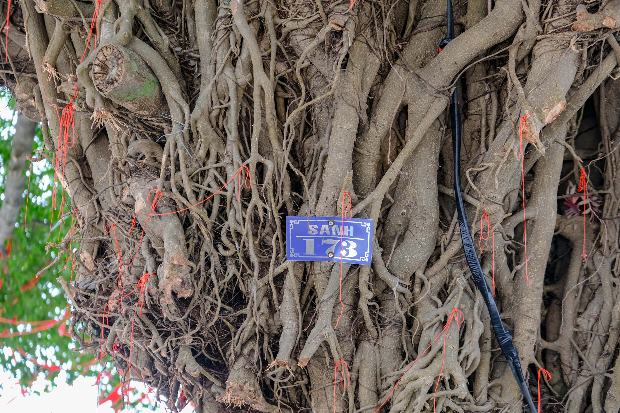 Trên thân hoặc cành thường có các u bướu và các sống gờ do sự sinh trưởng mạnh, da thân sần sùi.