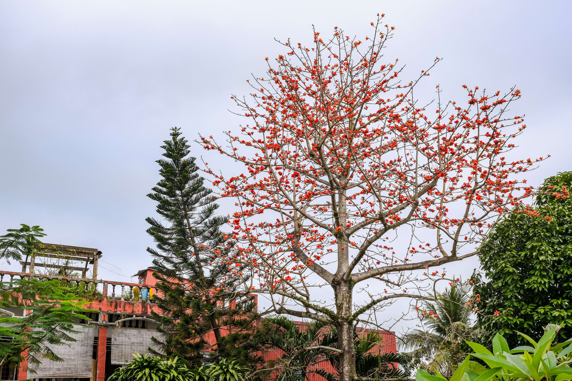 Mùa hoa gạo kéo dài đến hết tháng Ba, đầu tháng Tư trước khi mùa hè rực nắng. Khi nở, hoa có năm cánh, uốn cong màu đỏ rực.