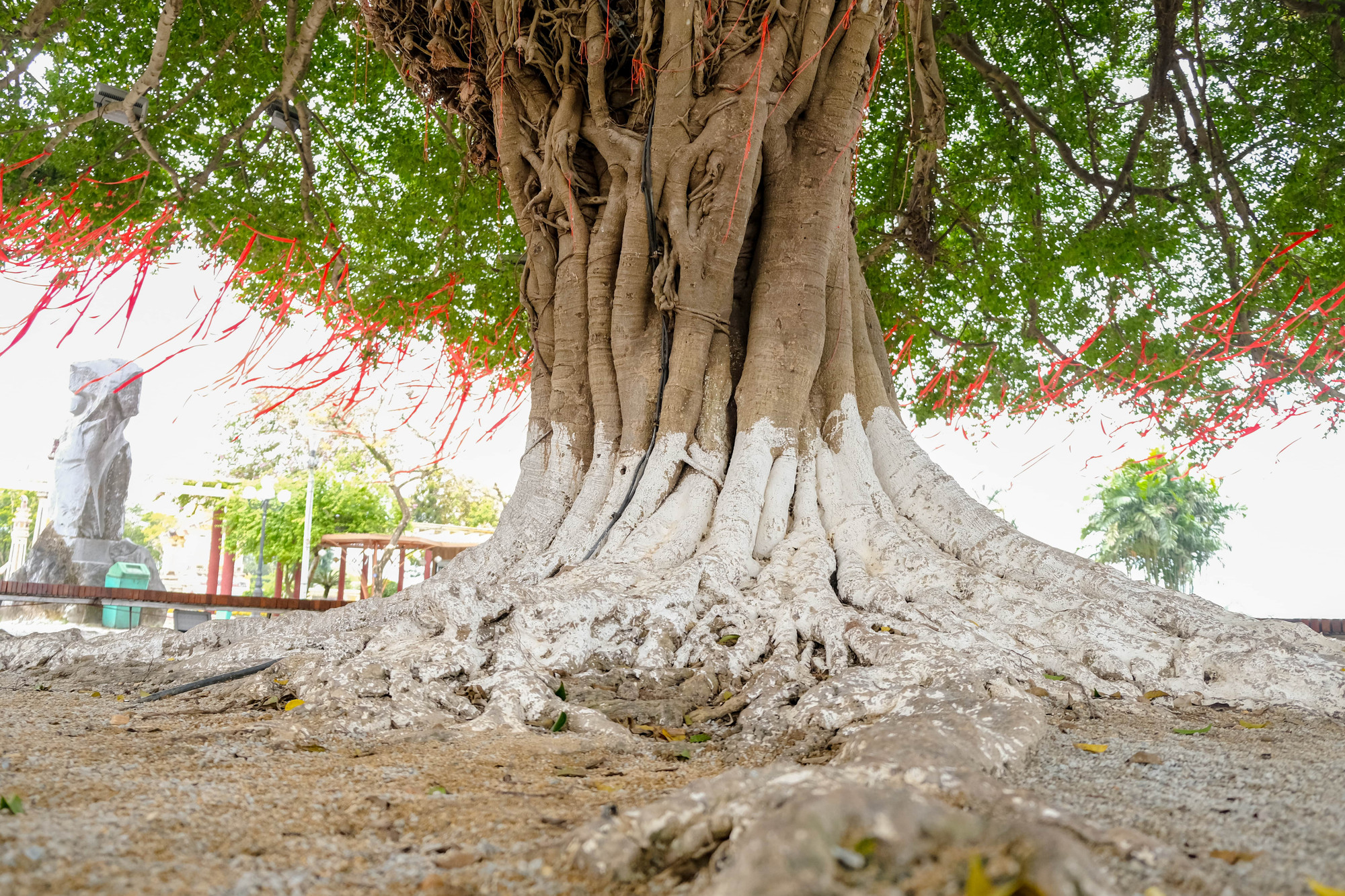 Cây có rễ rất lớn, bám chặt nổi lên trên nền đất, và nhiều rễ phụ mọc nhiều từ các cành lớn hoặc thân buông thả xuống.