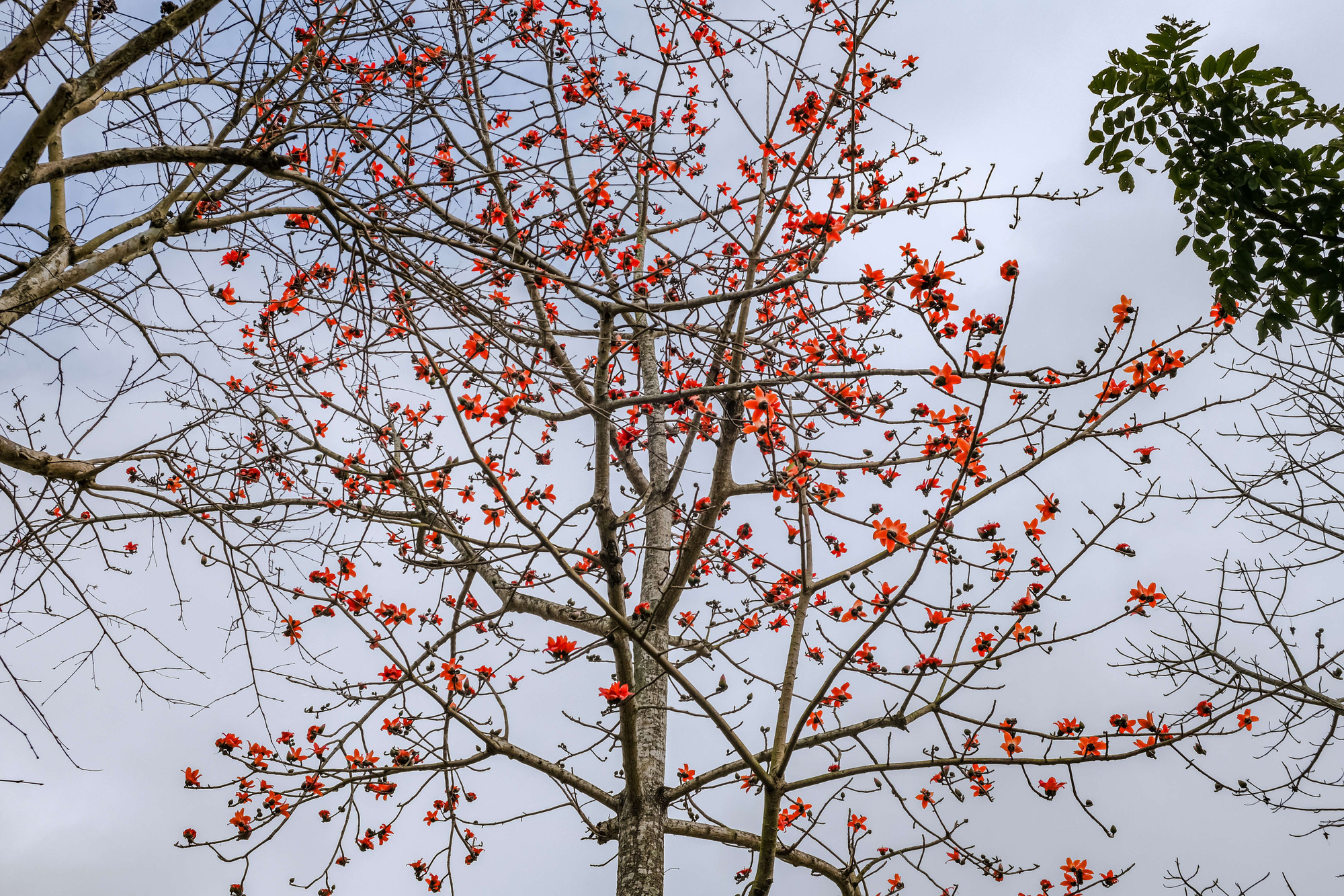 Sắc đỏ nổi bật giữa nền trời xanh.