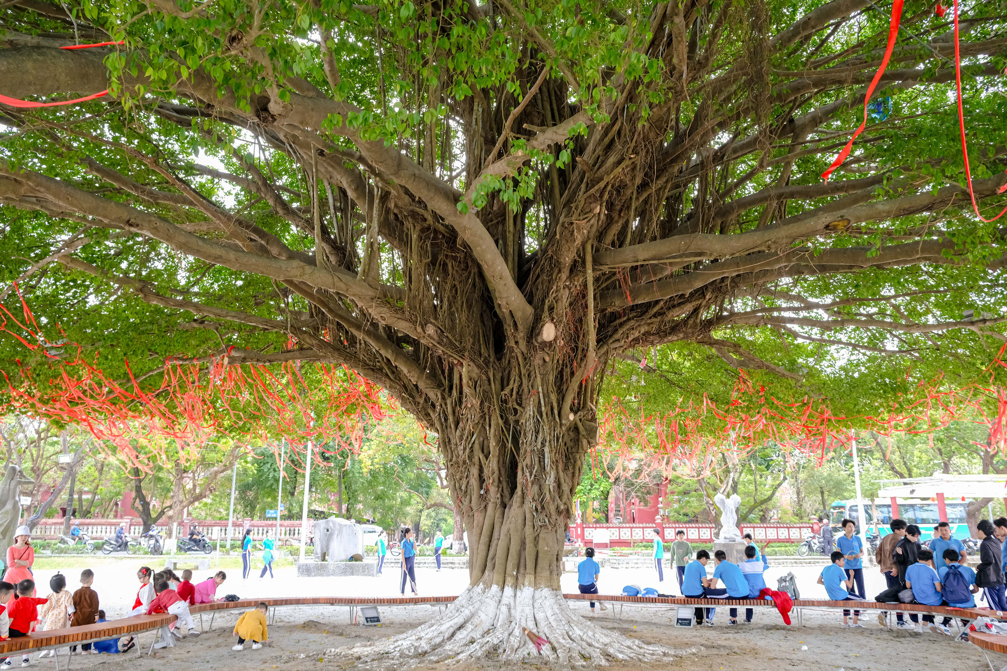 Nổi bật giữa không gian rộng lớn, cây sanh với dạng hình mâm xôi, cân đối có đường kính gần 2m và tán vươn rộng khoảng 25m.