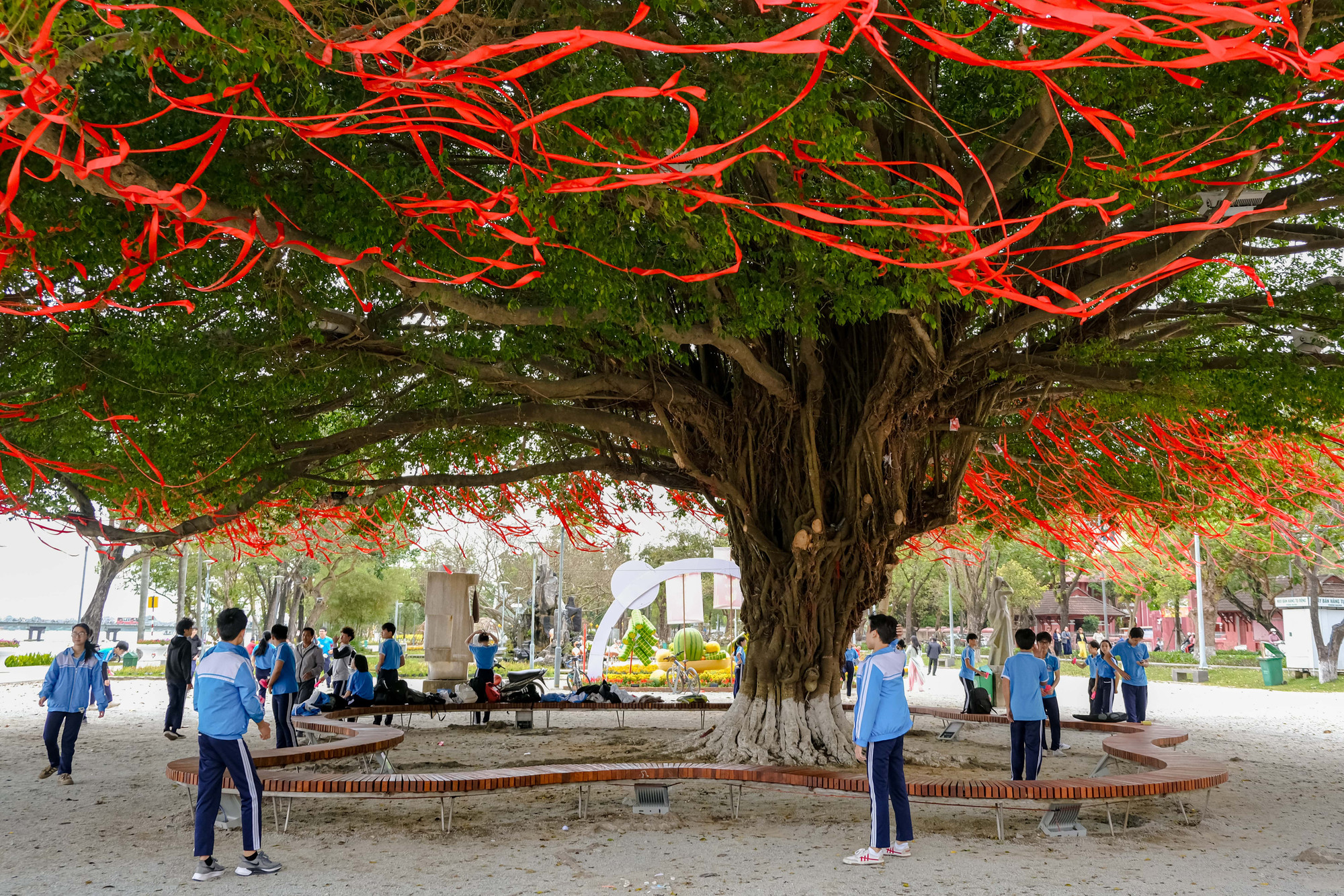 Từ xa, cây sanh được trang trí thêm những sợi ruy băng màu đỏ, càng thu hút từ cái nhìn đầu tiên.