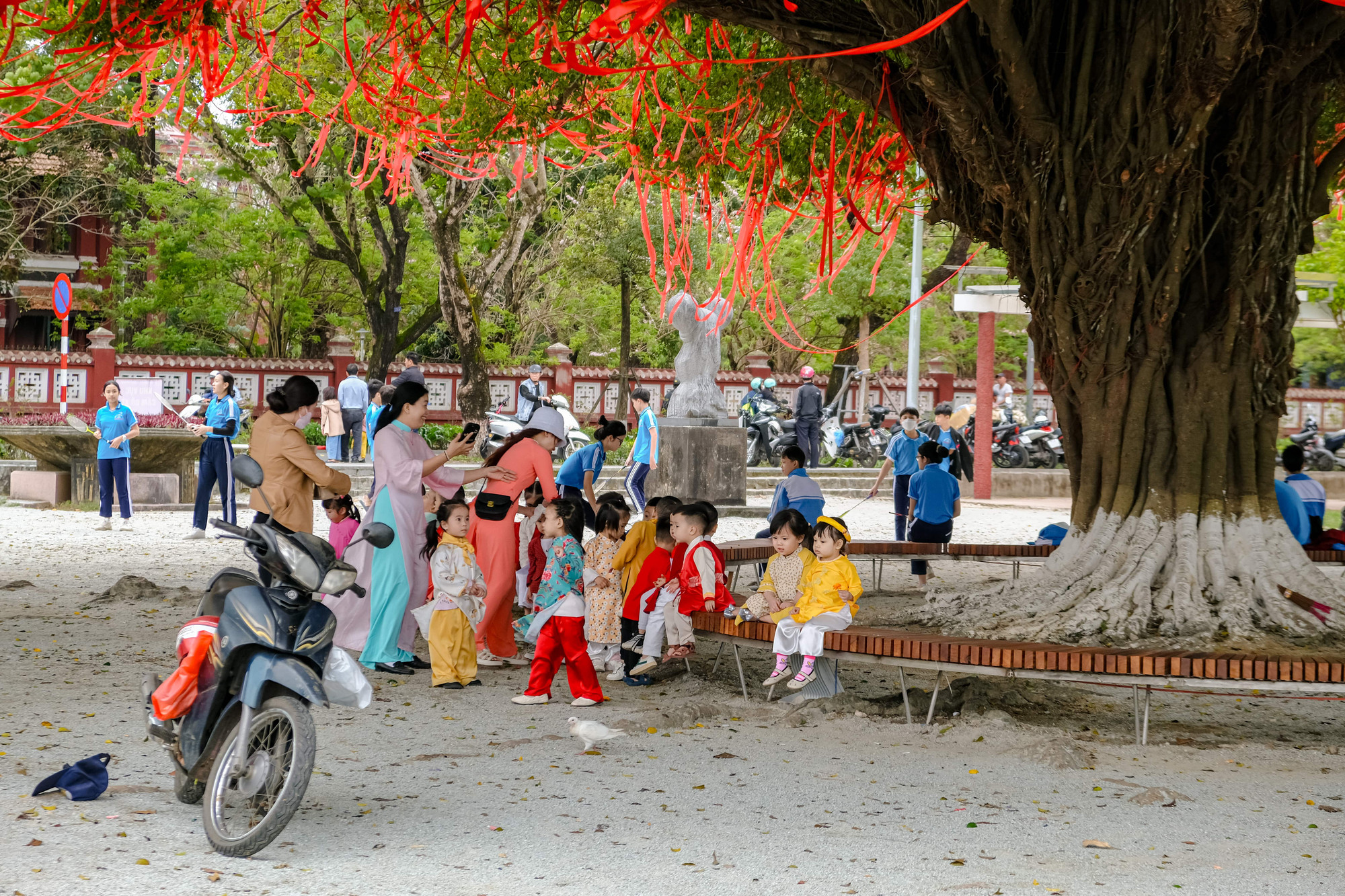 Được biết, tại TP Huế có rất nhiều cây cổ thụ, thậm chí có cây hàng trăm năm tuổi, nhưng cây ở vị trí đẹp, tán rộng và thu hút khách như cây sanh này thì không nhiều. (Ảnh: Hoài Nam).