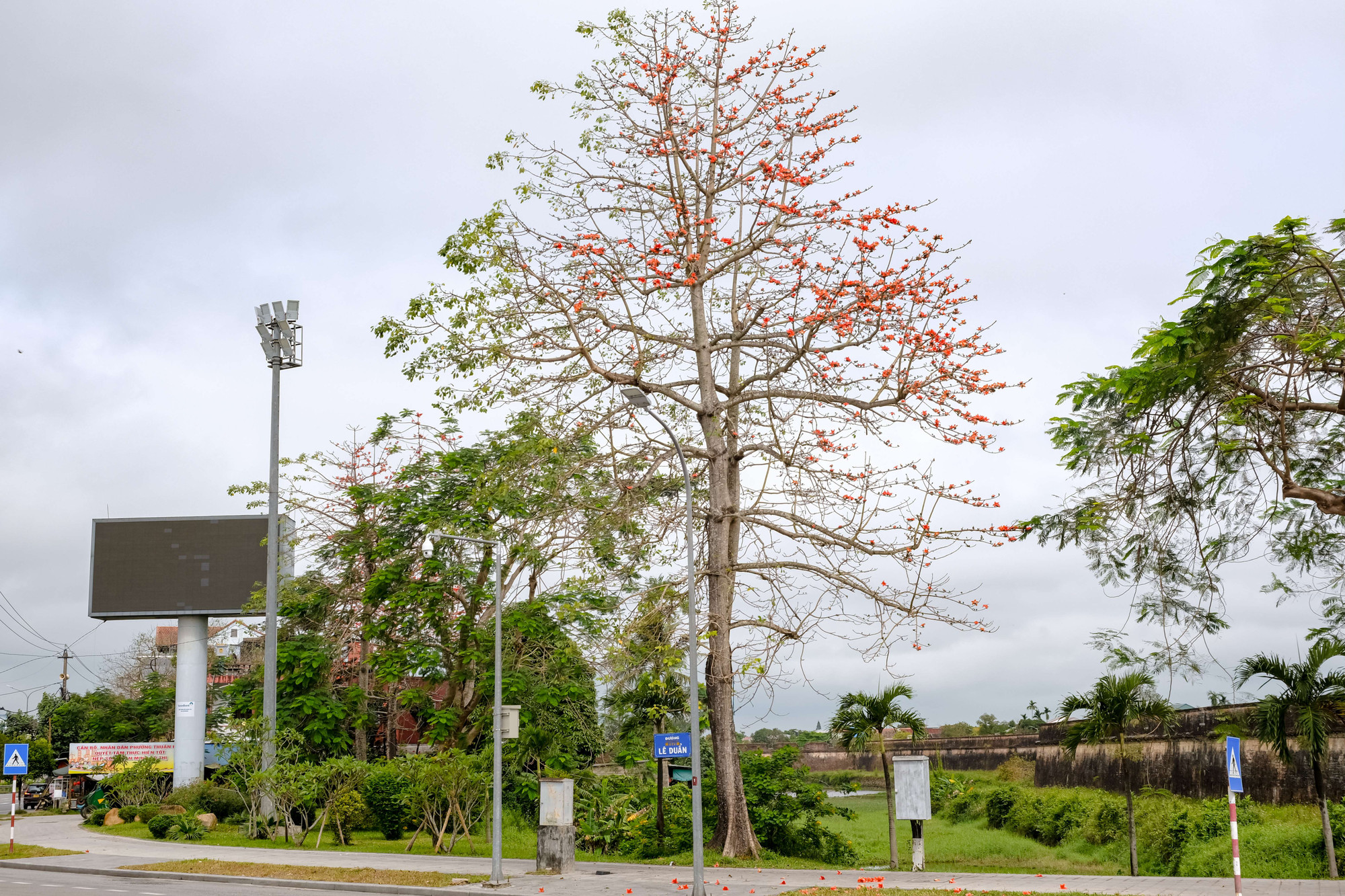 Cứ vào độ tháng 3, khi thời tiết trở nên ấm áp cũng là lúc hoa gạo khoe sắc.