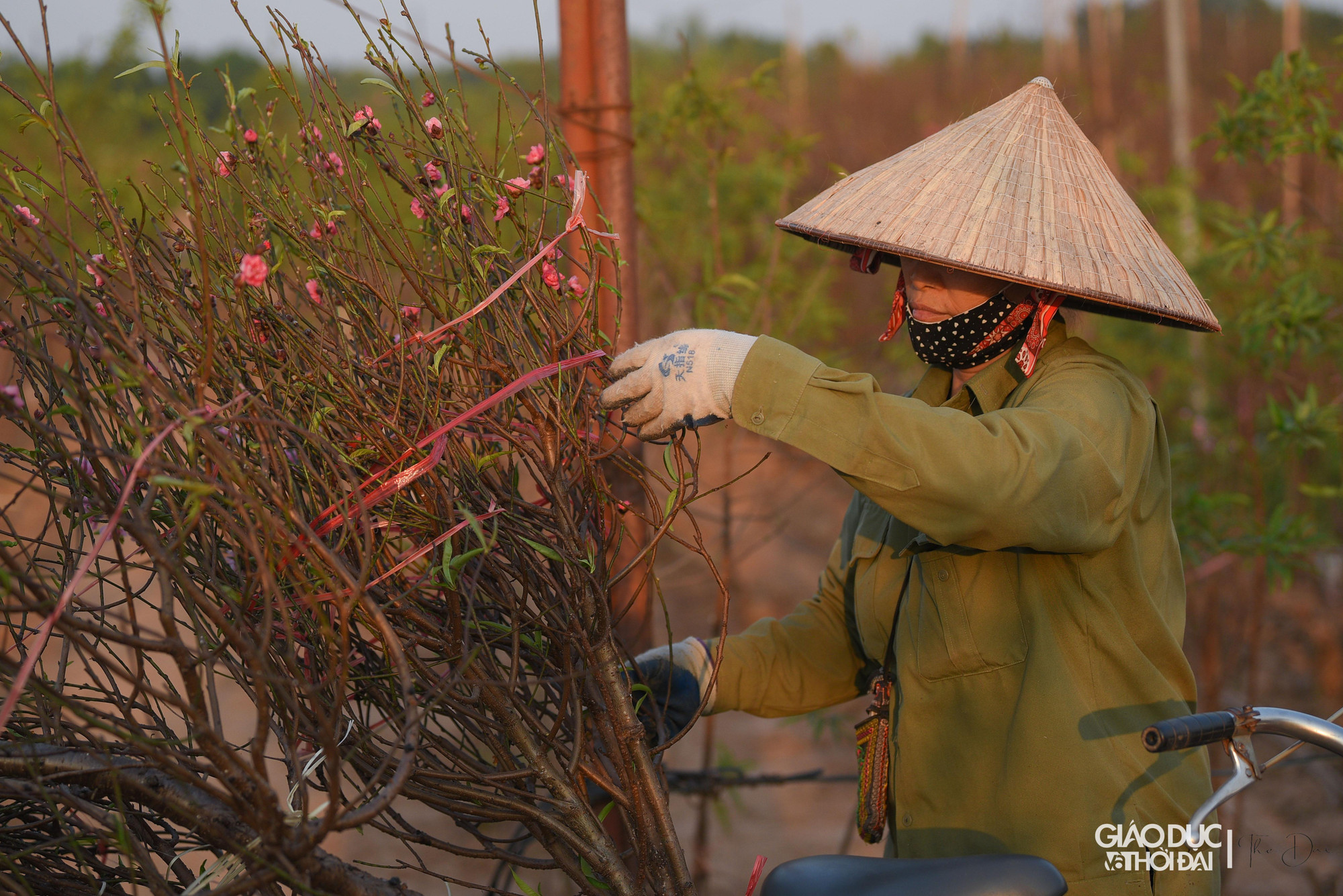 Nhận định về giá đào năm nay, chủ vườn đào cho hay, thời điểm này đã nhiều thương lái các tỉnh đến xem đào, đặt cọc, song còn quá sớm để đưa ra giá đào. Nhận định về giá đào năm nay, chủ vườn đào cho hay, thời điểm này đã nhiều thương lái các tỉnh đến xem đào, đặt cọc, song còn quá sớm để đưa ra giá đào.