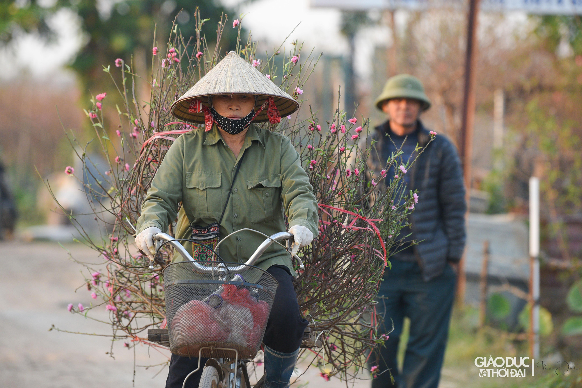Nhận định về giá đào năm nay, chủ vườn đào cho hay, thời điểm này đã nhiều thương lái các tỉnh đến xem đào, đặt cọc, song còn quá sớm để đưa ra giá đào. Nhận định về giá đào năm nay, chủ vườn đào cho hay, thời điểm này đã nhiều thương lái các tỉnh đến xem đào, đặt cọc, song còn quá sớm để đưa ra giá đào.