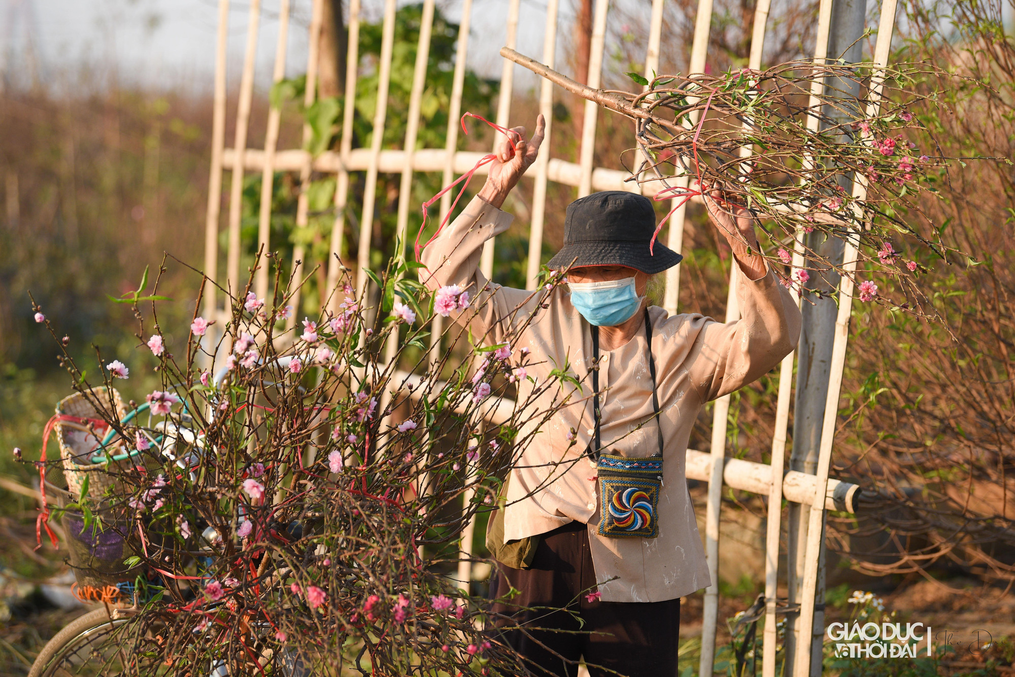 Nhiều chủ vườn đào thời gian này đã đi cắt những cành đào để mang ra chợ bán. Nhiều chủ vườn đào thời gian này đã đi cắt những cành đào để mang ra chợ bán.