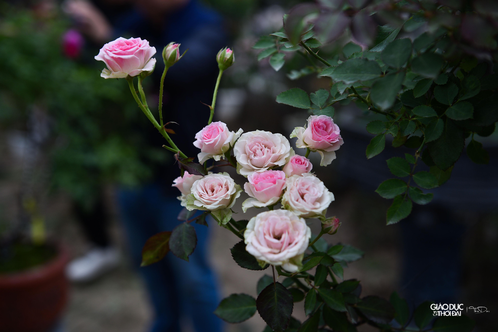 Lễ hội mang tên &quot;Mê Linh rực rỡ sắc hoa&quot; với sự tham gia của các hộ trồng hoa tới 70% là hoa hồng cùng các loại hoa khác mang đặc trưng của xứ hoa Mê Linh.