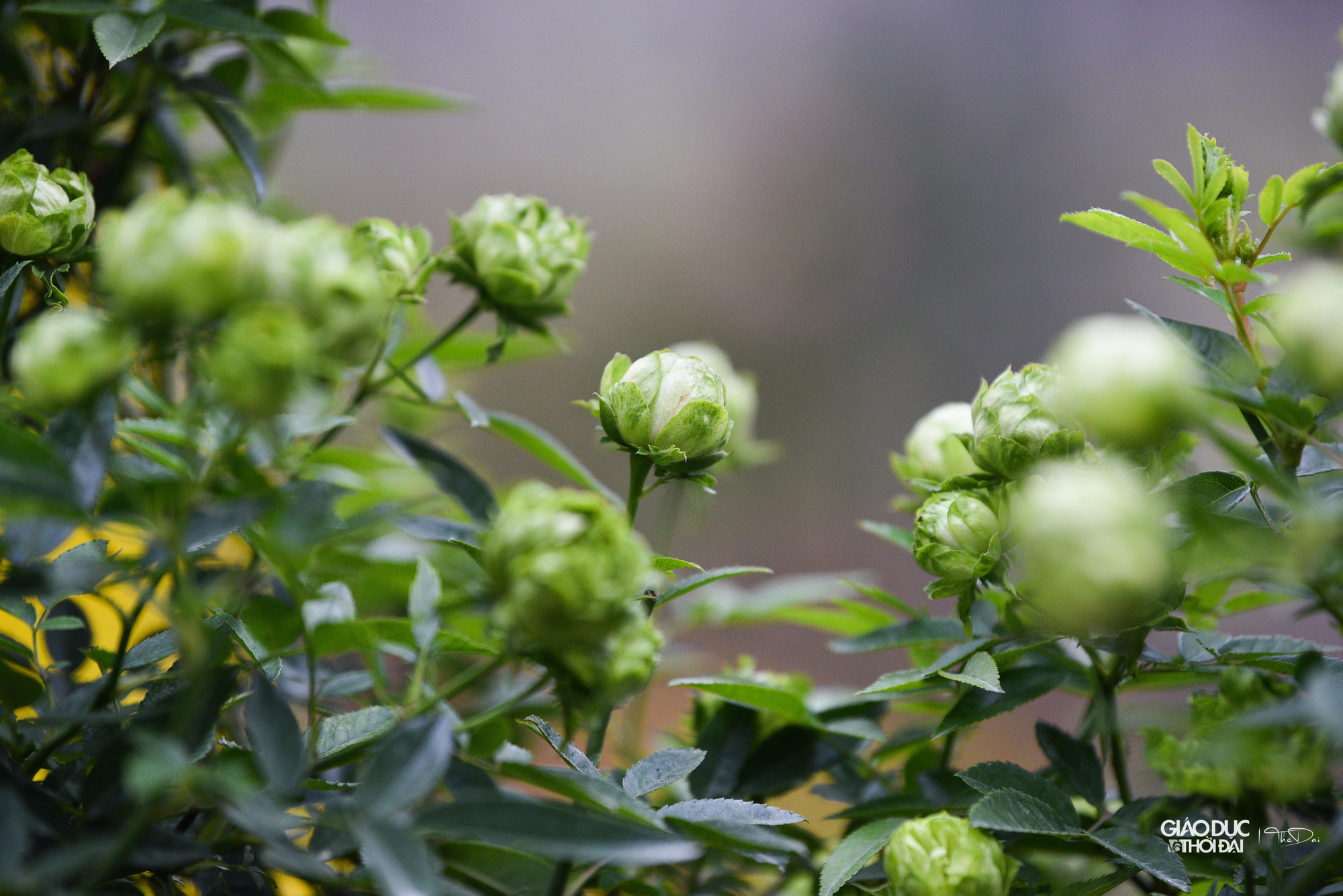 &quot;Các hộ cùng chung tay tham gia, chuẩn bị trước nhiều tháng với mong muốn một lễ hội thật nhiều màu sắc. Chúng tôi hy vọng sẽ có nhiều người dân, quý khách thập phương về tham dự lễ hội hoa của Mê Linh, đây cũng là điều kiện để quảng bá cho người dân trồng hoa chúng tôi&quot;. Ông Đồng cho biết thêm.