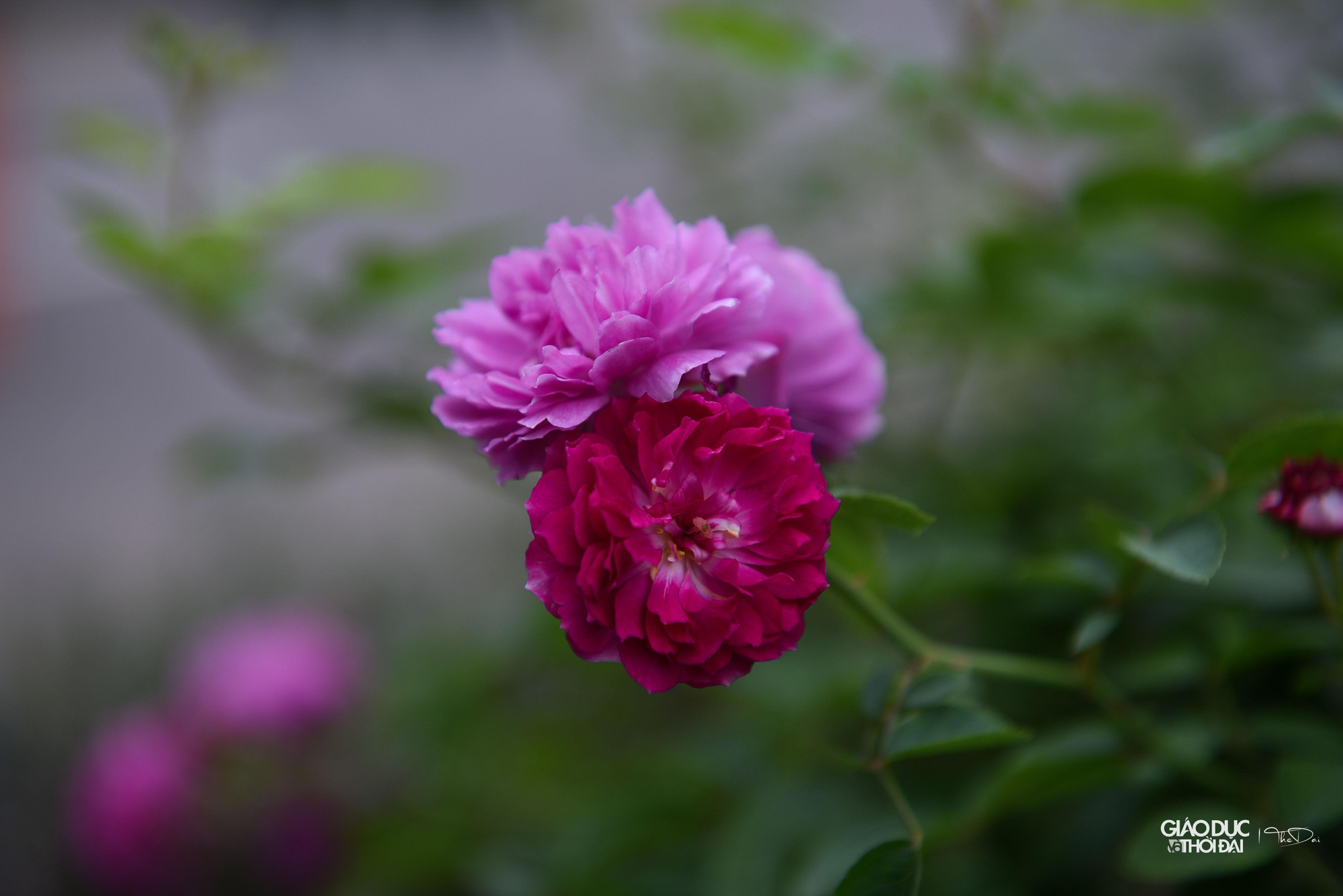 Lễ hội mang tên &quot;Mê Linh rực rỡ sắc hoa&quot; với sự tham gia của các hộ trồng hoa tới 70% là hoa hồng cùng các loại hoa khác mang đặc trưng của xứ hoa Mê Linh.