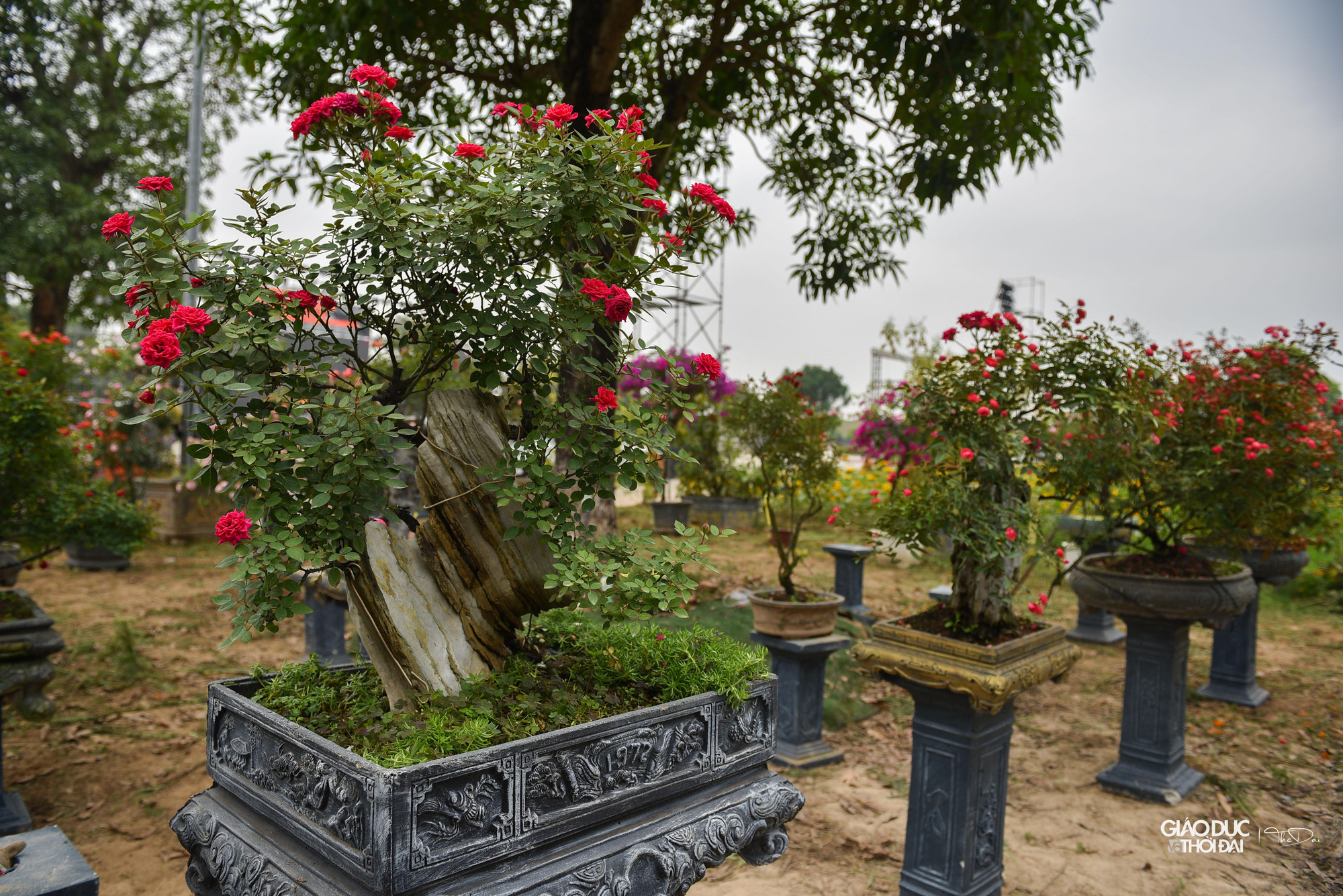 &quot;Các hộ cùng chung tay tham gia, chuẩn bị trước nhiều tháng với mong muốn một lễ hội thật nhiều màu sắc. Chúng tôi hy vọng sẽ có nhiều người dân, quý khách thập phương về tham dự lễ hội hoa của Mê Linh, đây cũng là điều kiện để quảng bá cho người dân trồng hoa chúng tôi&quot;. Ông Đồng cho biết thêm.