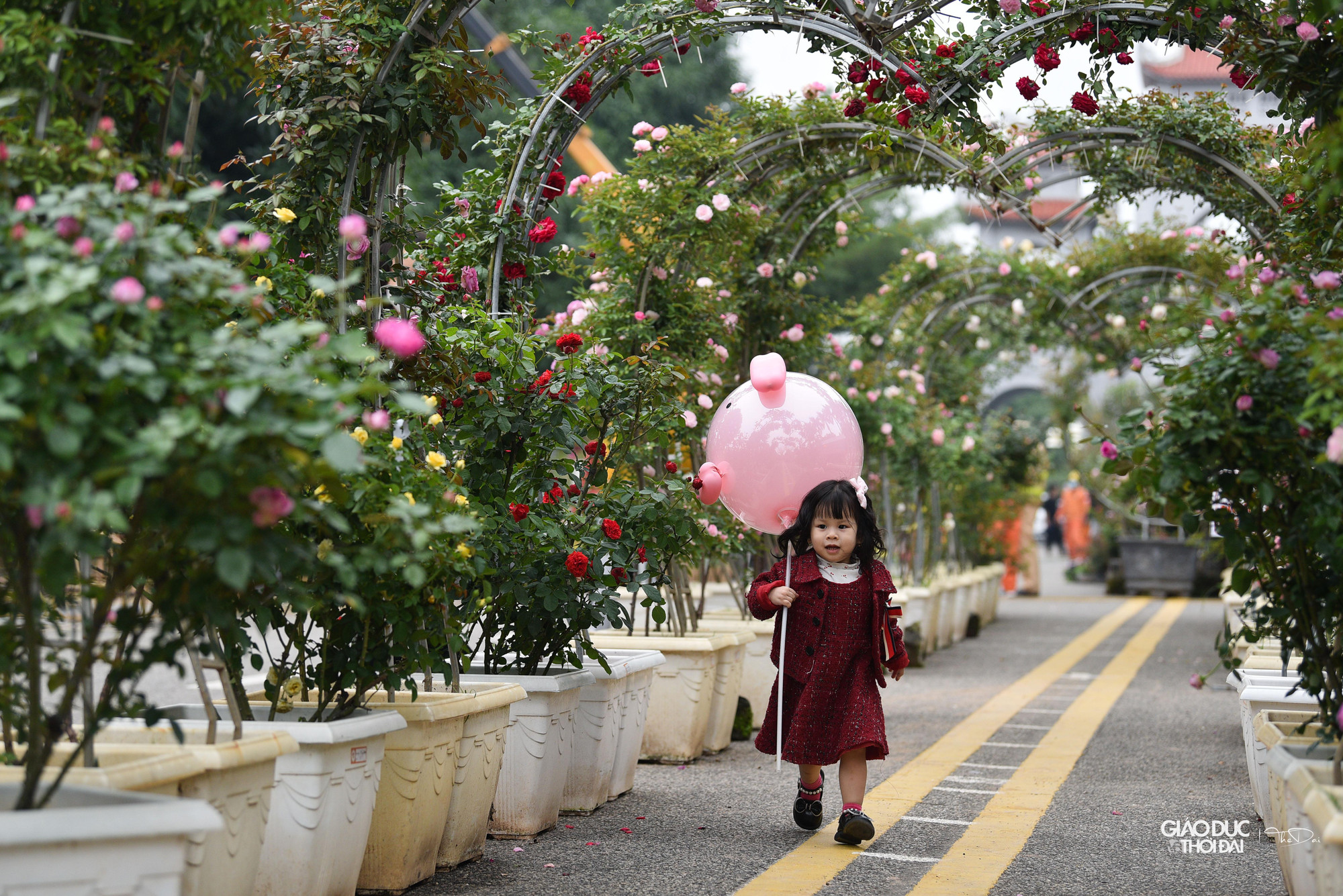 Đây là dịp để xứ hoa Mê Linh quảng bá, giới thiệu hình ảnh một làng hoa mới với các sản phẩm đặc sắc, hoa trồng công nghệ cao tới du khách.