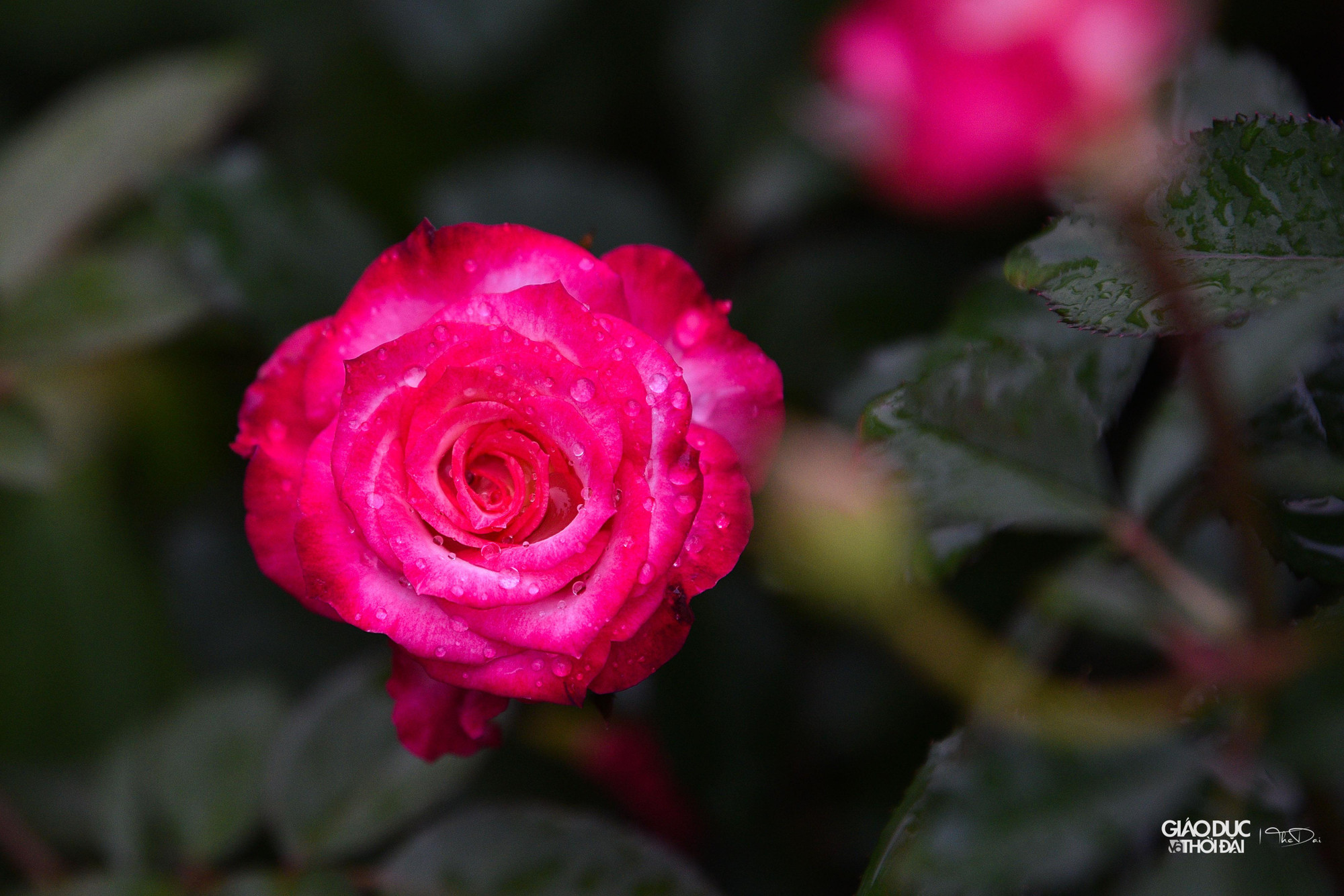 Bên cạnh đó, huyện Mê Linh phối hợp với Trung tâm xúc tiến Đầu tư, Thương mại, Du lịch TP Hà Nội tổ chức 85 gian hàng trưng bày giới thiệu các sản phẩm làng nghề, sản phẩm OCOP, nông sản tiêu biểu của huyện Mê Linh, các quận, huyện, thị thuộc Hà Nội và các vùng, miền trong cả nước, hứa hẹn sẽ là điểm đến tham quan hấp dẫn của Nhân dân, du khách.