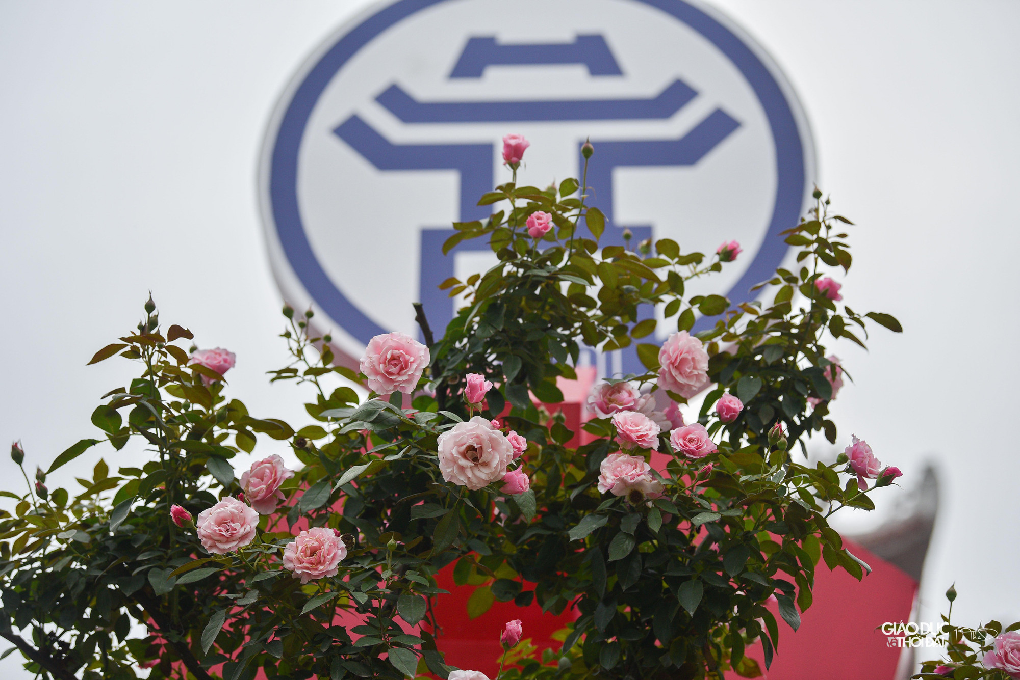 Lễ hội hoa &quot;Mê Linh rực rỡ sắc hoa&quot; sẽ được tổ chức từ ngày 9 - 11/12 tại Khu di tích quốc gia đặc biệt Đền Hai Bà Trưng.