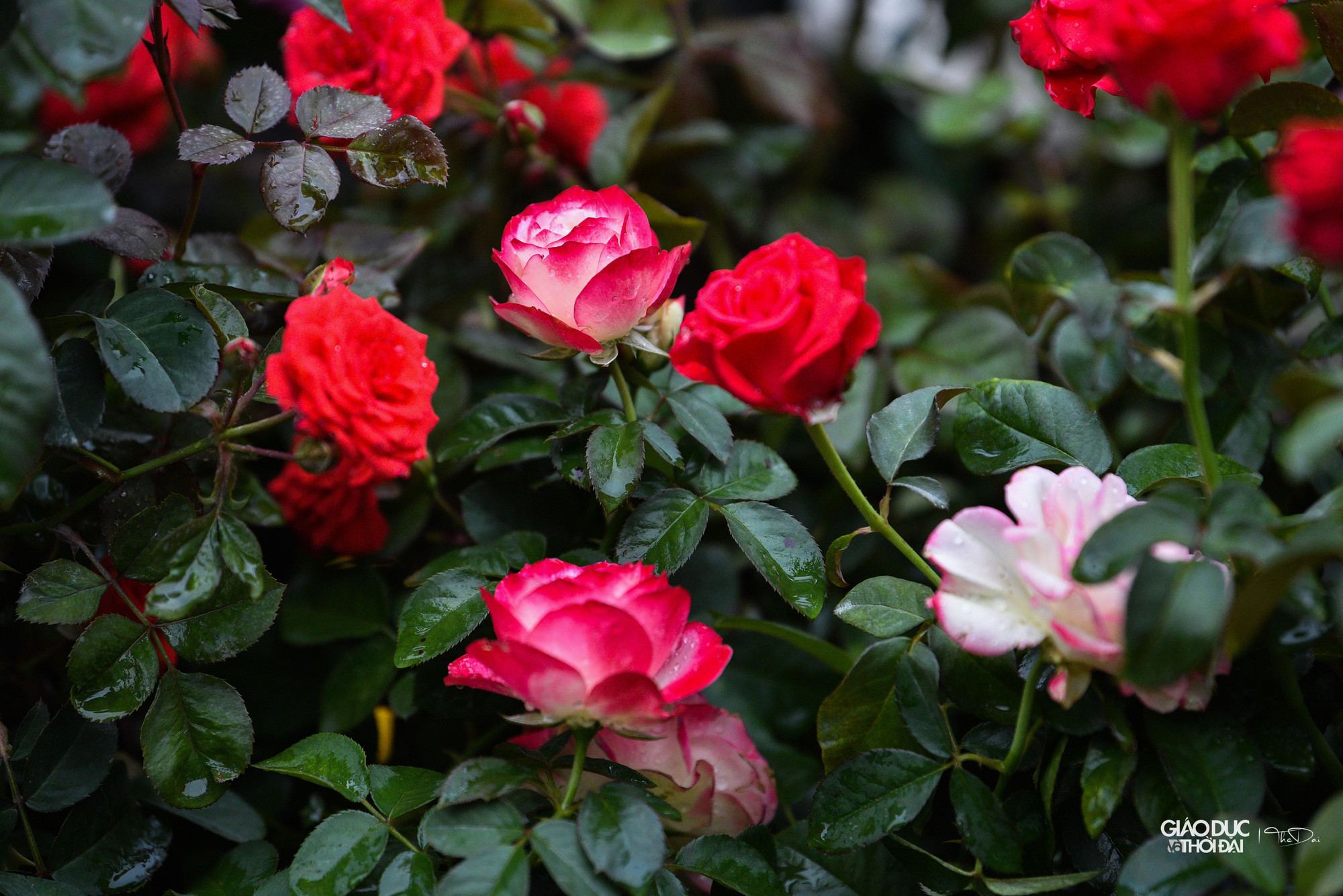 Bên cạnh đó, huyện Mê Linh phối hợp với Trung tâm xúc tiến Đầu tư, Thương mại, Du lịch TP Hà Nội tổ chức 85 gian hàng trưng bày giới thiệu các sản phẩm làng nghề, sản phẩm OCOP, nông sản tiêu biểu của huyện Mê Linh, các quận, huyện, thị thuộc Hà Nội và các vùng, miền trong cả nước, hứa hẹn sẽ là điểm đến tham quan hấp dẫn của Nhân dân, du khách.