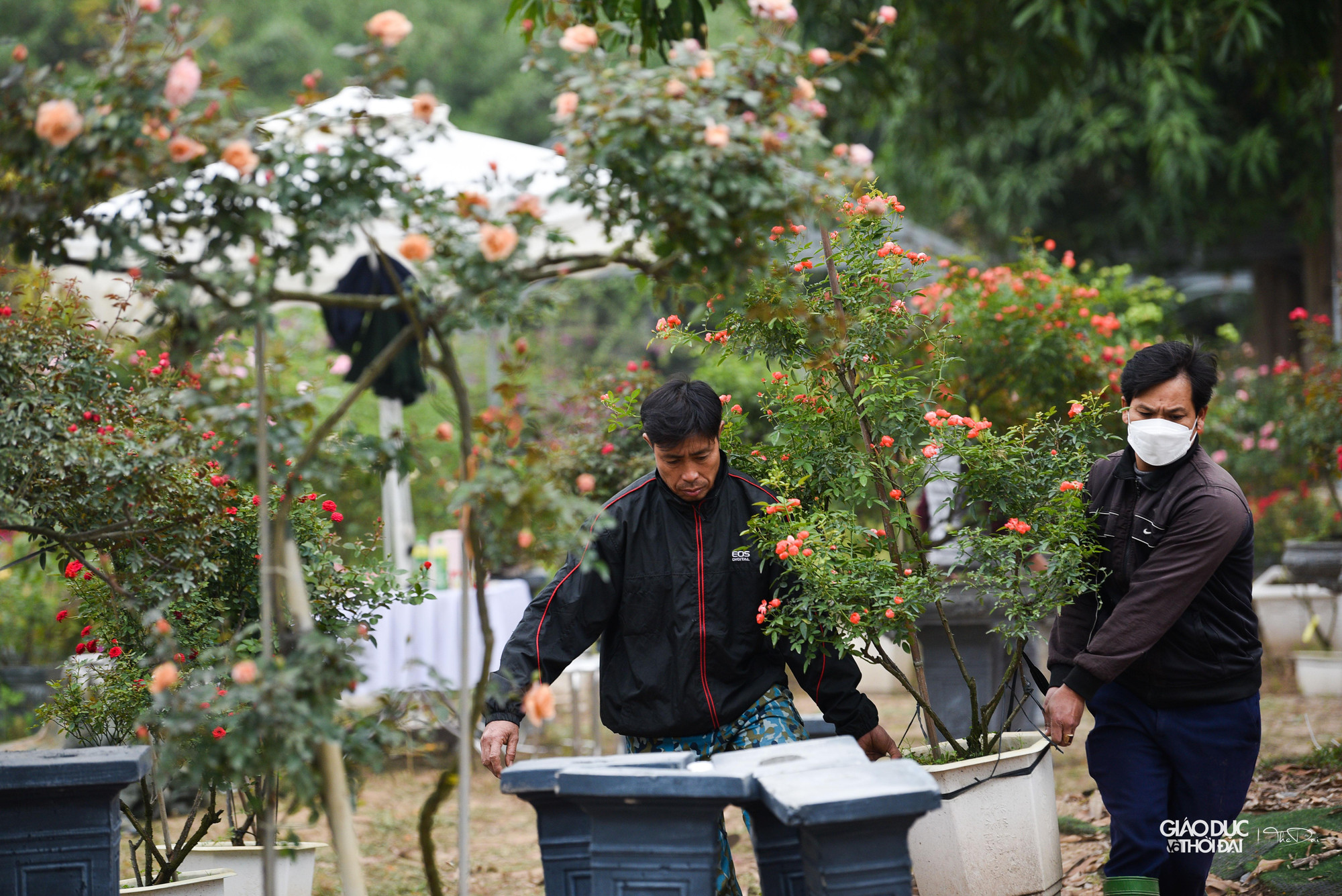 Ông Đặng Chu Đồng (Vườn hoa Xuân Thủy) cho biết: &quot;Năm nay, người dân chúng tôi làm cây hoa hồng khó khăn hơn do thời tiết không thuận lợi. Năm nay, huyện triển khai lễ hội hoa, người dân chúng tôi cũng phải tập trung hơn để giữ và chăm sóc hoa cho thật đẹp. Đây là lần đầu tiên huyện tổ chức lễ hội hoa nên chúng tôi rất phấn khởi&quot;.