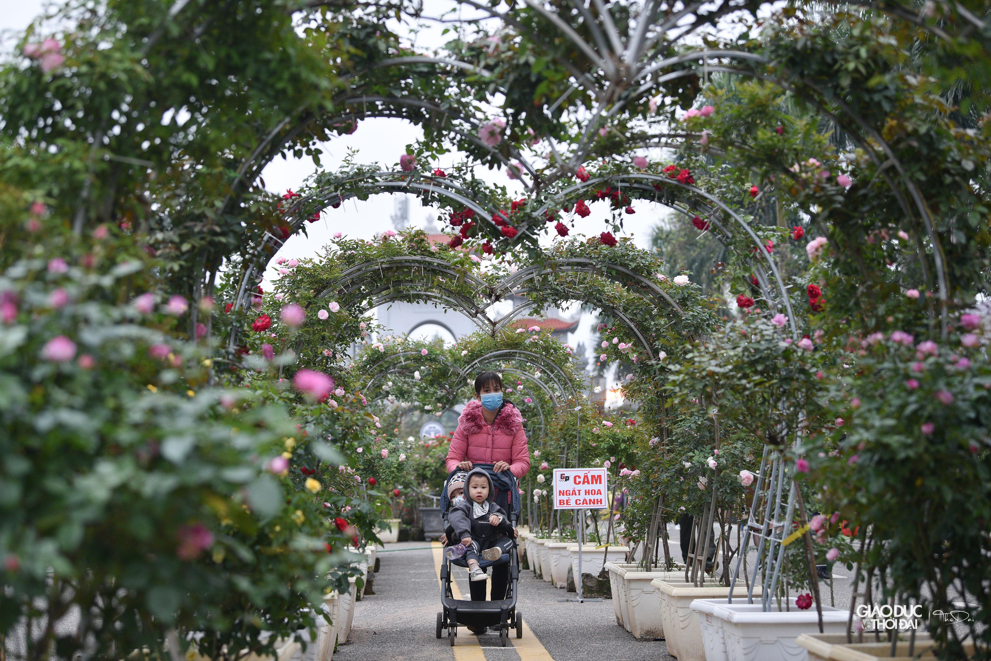 Điểm nhấn của Lễ hội hoa là con đường trái tim dài 20m được trang trí 100% từ hoa hồng.