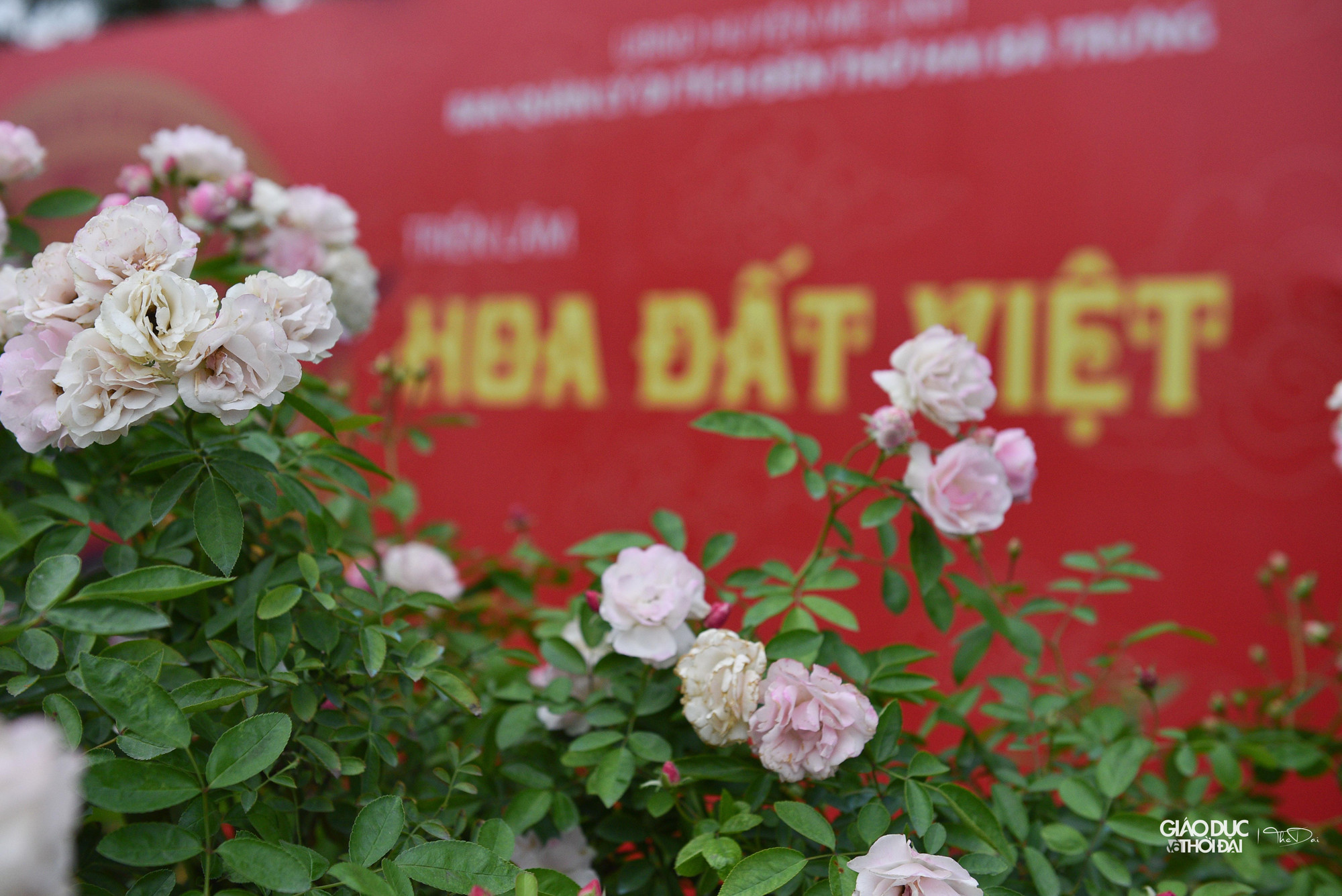 Lễ hội hoa thu hút rất đông các bạn trẻ.