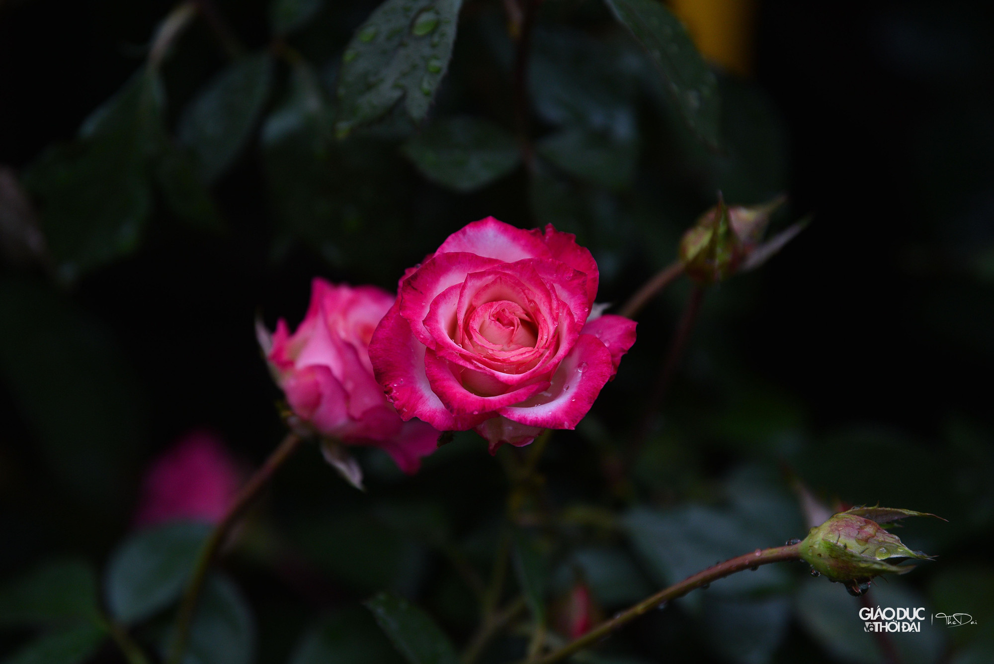 Bên cạnh đó, huyện Mê Linh phối hợp với Trung tâm xúc tiến Đầu tư, Thương mại, Du lịch TP Hà Nội tổ chức 85 gian hàng trưng bày giới thiệu các sản phẩm làng nghề, sản phẩm OCOP, nông sản tiêu biểu của huyện Mê Linh, các quận, huyện, thị thuộc Hà Nội và các vùng, miền trong cả nước, hứa hẹn sẽ là điểm đến tham quan hấp dẫn của Nhân dân, du khách.