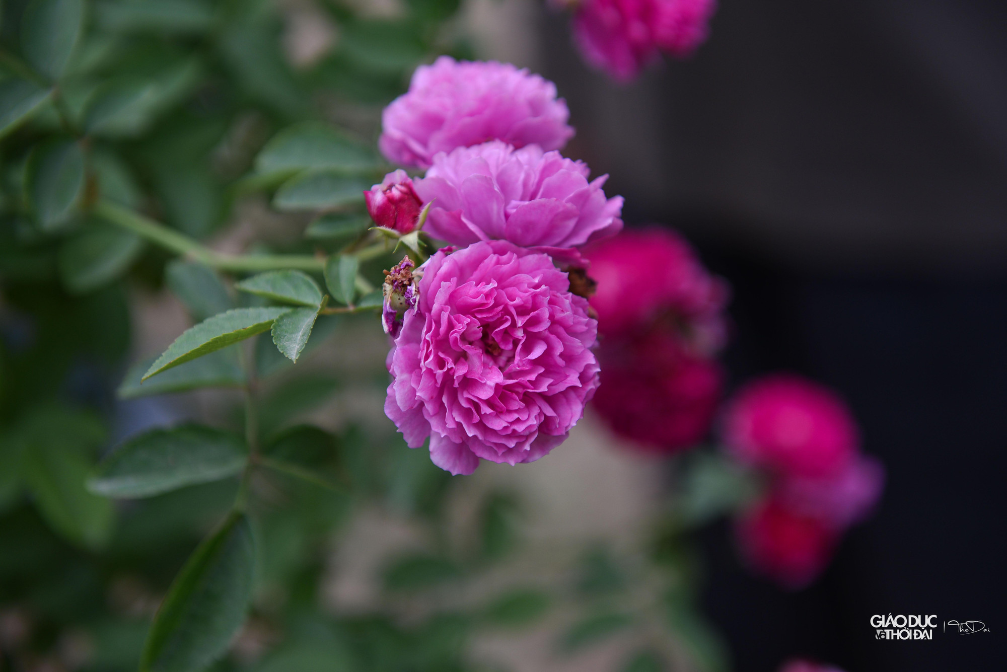 Lễ hội mang tên &quot;Mê Linh rực rỡ sắc hoa&quot; với sự tham gia của các hộ trồng hoa tới 70% là hoa hồng cùng các loại hoa khác mang đặc trưng của xứ hoa Mê Linh.