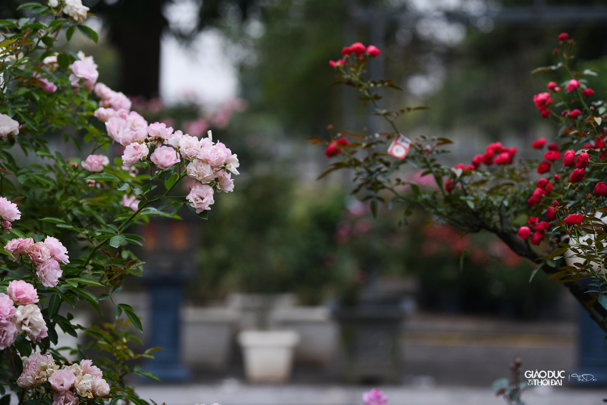 Bên cạnh đó, huyện Mê Linh phối hợp với Trung tâm xúc tiến Đầu tư, Thương mại, Du lịch TP Hà Nội tổ chức 85 gian hàng trưng bày giới thiệu các sản phẩm làng nghề, sản phẩm OCOP, nông sản tiêu biểu của huyện Mê Linh, các quận, huyện, thị thuộc Hà Nội và các vùng, miền trong cả nước, hứa hẹn sẽ là điểm đến tham quan hấp dẫn của Nhân dân, du khách.