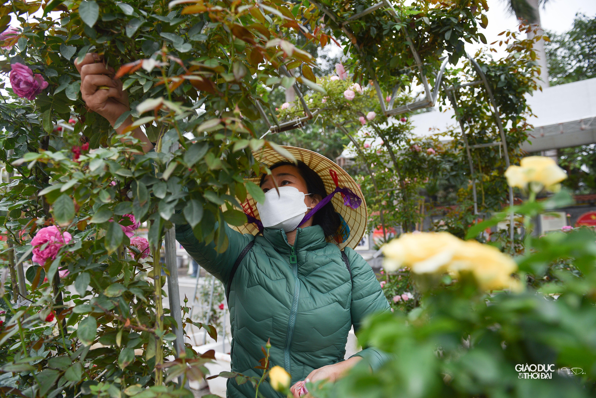 Đây là lần đầu tiên huyện Mê Linh tổ chức Chương trình Lễ hội hoa nhằm trưng bày, giới thiệu các loại hoa, sản phẩm từ hoa, cây cảnh, nghệ thuật sắp đặt, trang trí hoa, cây cảnh của các nghệ nhân trồng hoa huyện Mê Linh tới các đại biểu, nhân dân và du khách thập phương.