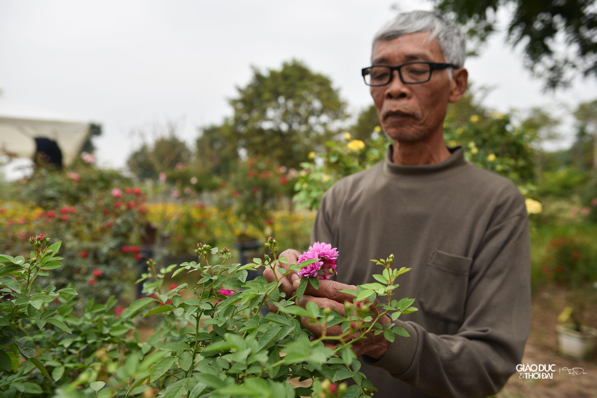 Đây là lần đầu tiên huyện Mê Linh tổ chức Chương trình Lễ hội hoa nhằm trưng bày, giới thiệu các loại hoa, sản phẩm từ hoa, cây cảnh, nghệ thuật sắp đặt, trang trí hoa, cây cảnh của các nghệ nhân trồng hoa huyện Mê Linh tới các đại biểu, nhân dân và du khách thập phương.