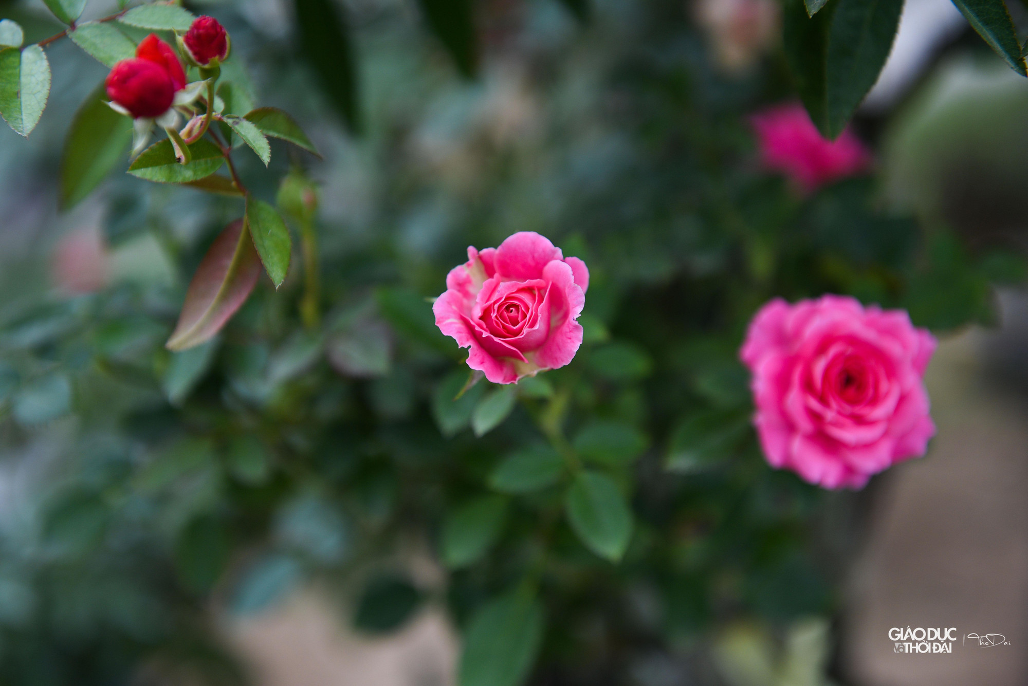 Lễ hội mang tên &quot;Mê Linh rực rỡ sắc hoa&quot; với sự tham gia của các hộ trồng hoa tới 70% là hoa hồng cùng các loại hoa khác mang đặc trưng của xứ hoa Mê Linh.