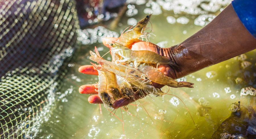 Sắp diễn ra sự kiện VietShrimp 2025 với chủ đề 'Xanh hóa vùng nuôi'