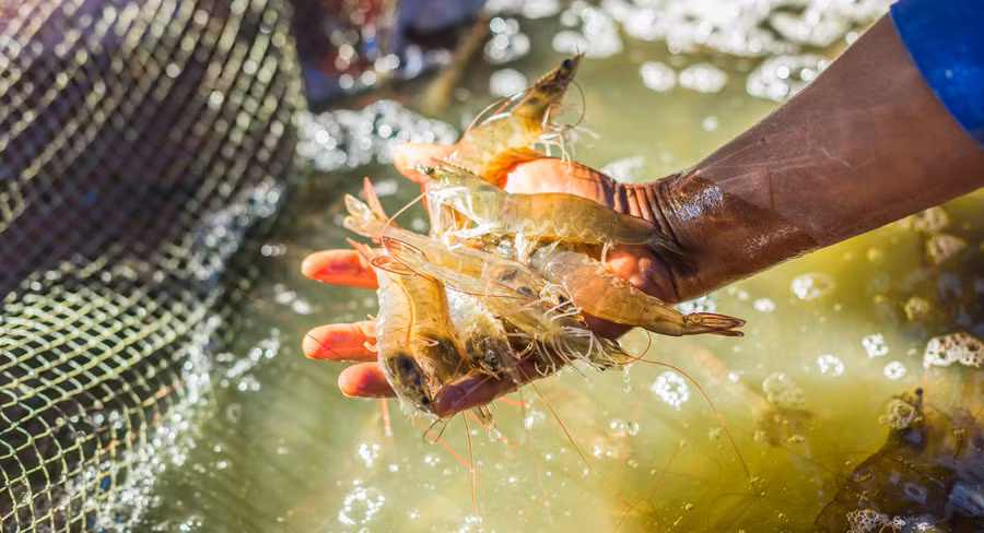 Sắp diễn ra sự kiện VietShrimp 2025 với chủ đề 'Xanh hóa vùng nuôi'