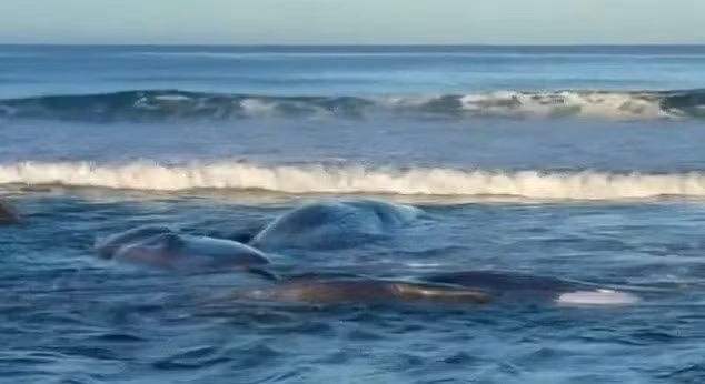 4 con cá voi khổng lồ nằm sát nhau trên bãi biển ở Chiba, Nhật Bản.