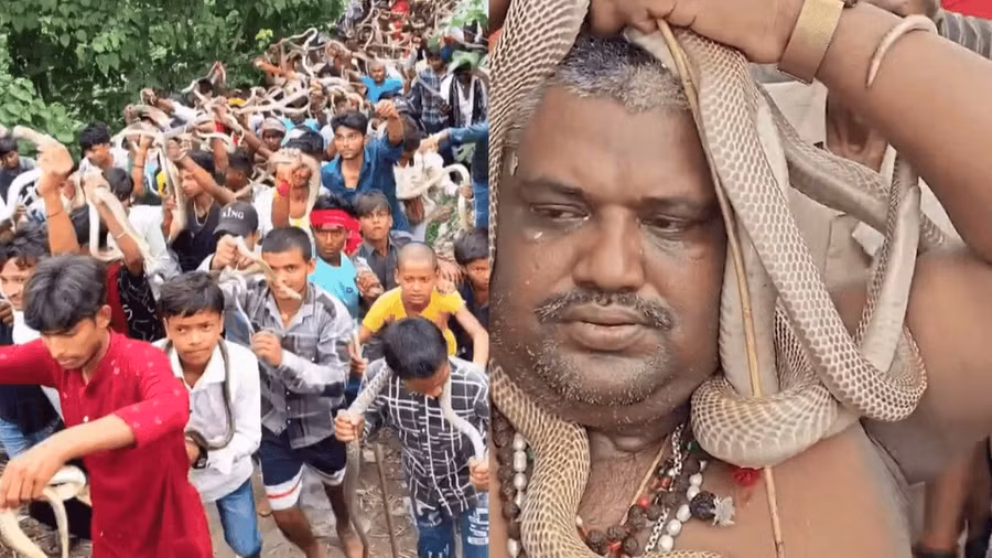 Rắn hổ mang xuất hiện dày đặc trong nghi lễ trăm năm ở Ấn Độ