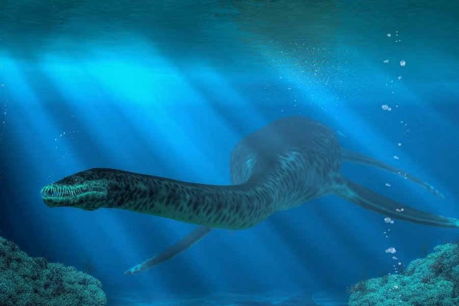 Tái tạo hình ảnh về cuộc sống của Plesionectes longicollum.