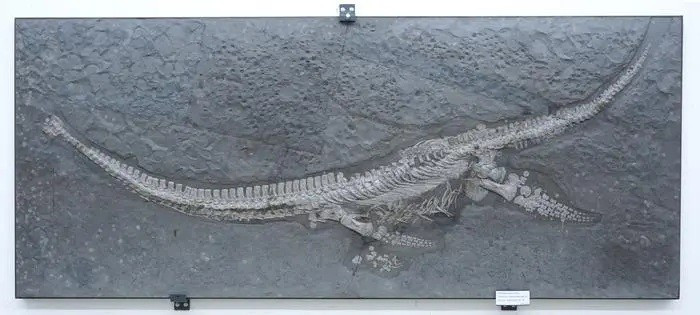 Bộ xương Plesionectes tại Bảo tàng Staatliches für Naturkunde Stuttgart phat-hien-quai-vat-bien-183-trieu-nam-tuoi-an-nau-trong-lop-hoa-thach-2.jpg