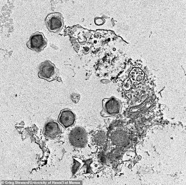 Một đợt nhiễm virus khổng lồ ở tảo đơn bào Florenciella. Các virus khổng lồ đang phá vỡ tế bào Florenciella, với các vỏ capsid hình lục giác bao bọc vật liệu di truyền của chúng. phat-hien-hang-tram-virus-khong-lo-bi-an-dang-an-nau-duoi-dai-duong-2.jpg