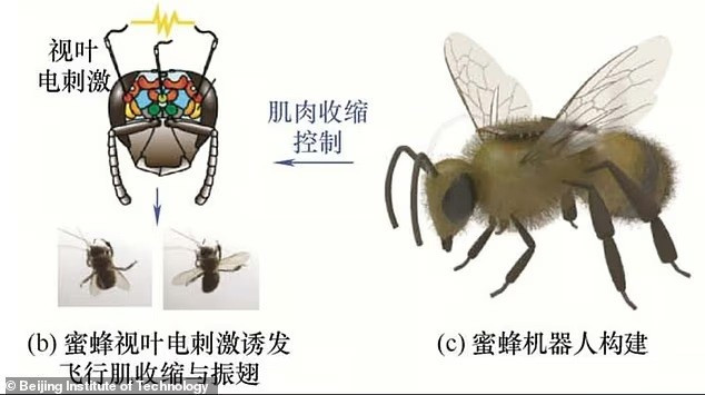 Thiết bị có trọng lượng nhẹ hơn một nhúm muối, được buộc vào lưng ong thợ và kết nối với não của côn trùng thông qua những chiếc kim nhỏ. phat-minh-ong-cyborg-khi-gian-diep-co-canh-va-biet-bay-theo-lenh-2.jpg