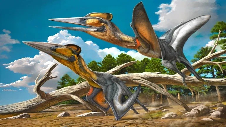 Loài Nipponopterus mifunensis. he-lo-quai-vat-bau-troi-co-dai-dau-tien-cua-nhat-sau-90-trieu-nam-2.jpg