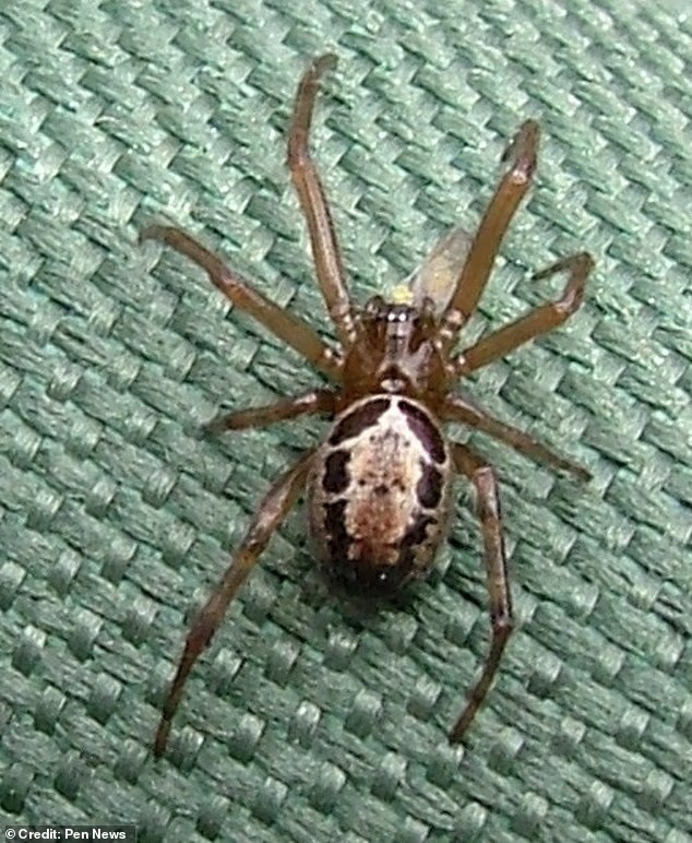 Nhện false widow, trong hình, sẽ xuất hiện với số lượng lớn hơn khi mùa giao phối của nhện bắt đầu vào cuối tháng 8 nhen-doc-nguy-hiem-voi-vet-can-dau-thau-xuong-chuan-bi-tran-vao-nha-dan-2.jpg